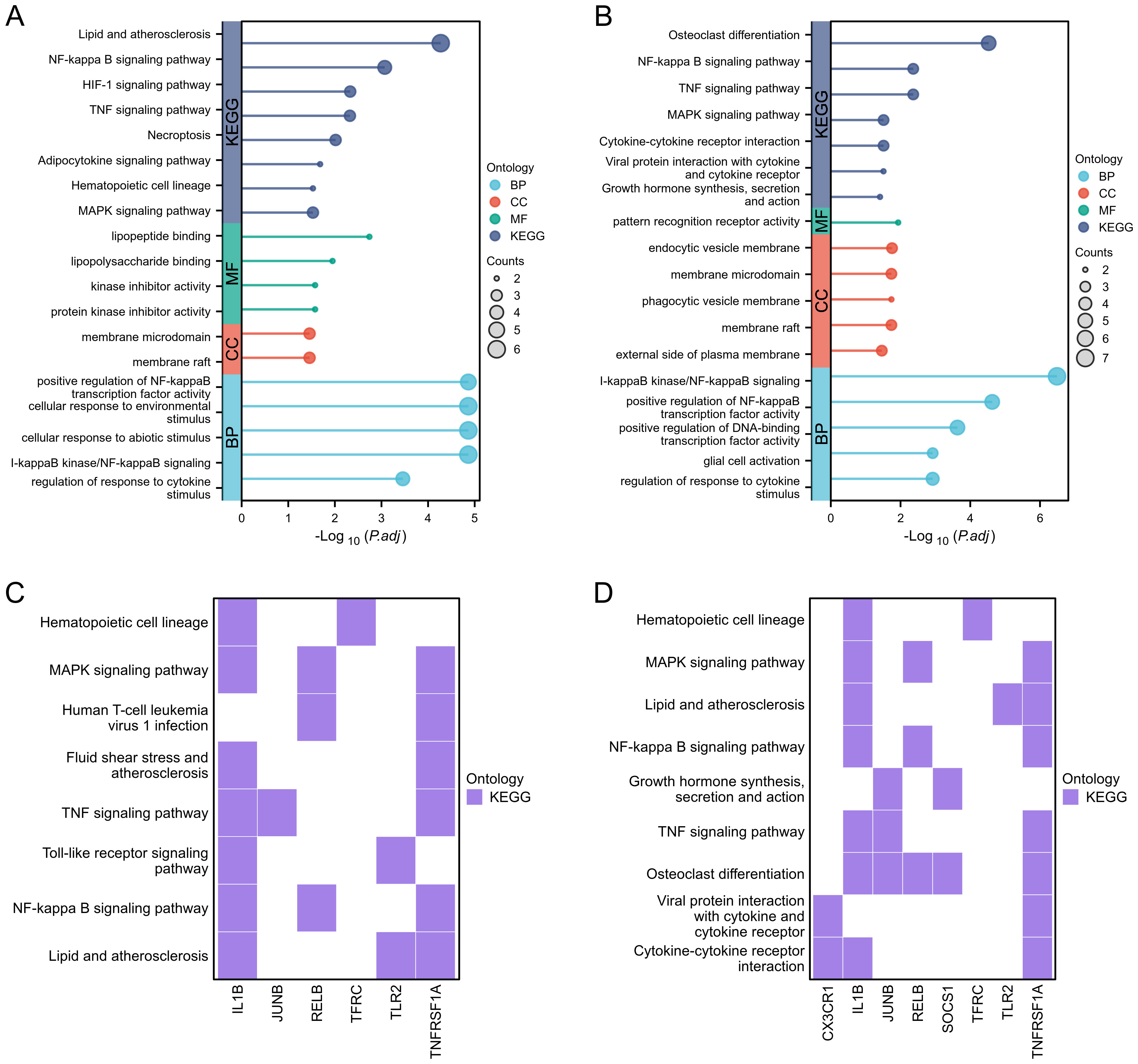 Four panels labeled A, B, C, and D depict different pathway analyses. Panels A and B are bubble charts showing pathways enriched in biological processes (BP), molecular functions (MF), cellular components (CC), and KEGG categories, with significance measured on the x-axis. Panels C and D are heat maps displaying gene-pathway interactions for KEGG pathways, with panel C highlighting IL1B, JUNB, RELB, TFRC, TNFRSF1A and panel D showing CXCR1, IL1B, JUNB, RELB, SOCS1, TFRC, TNFRSF1A. Ontology labels BP, CC, MF, and KEGG are specified in legends.
