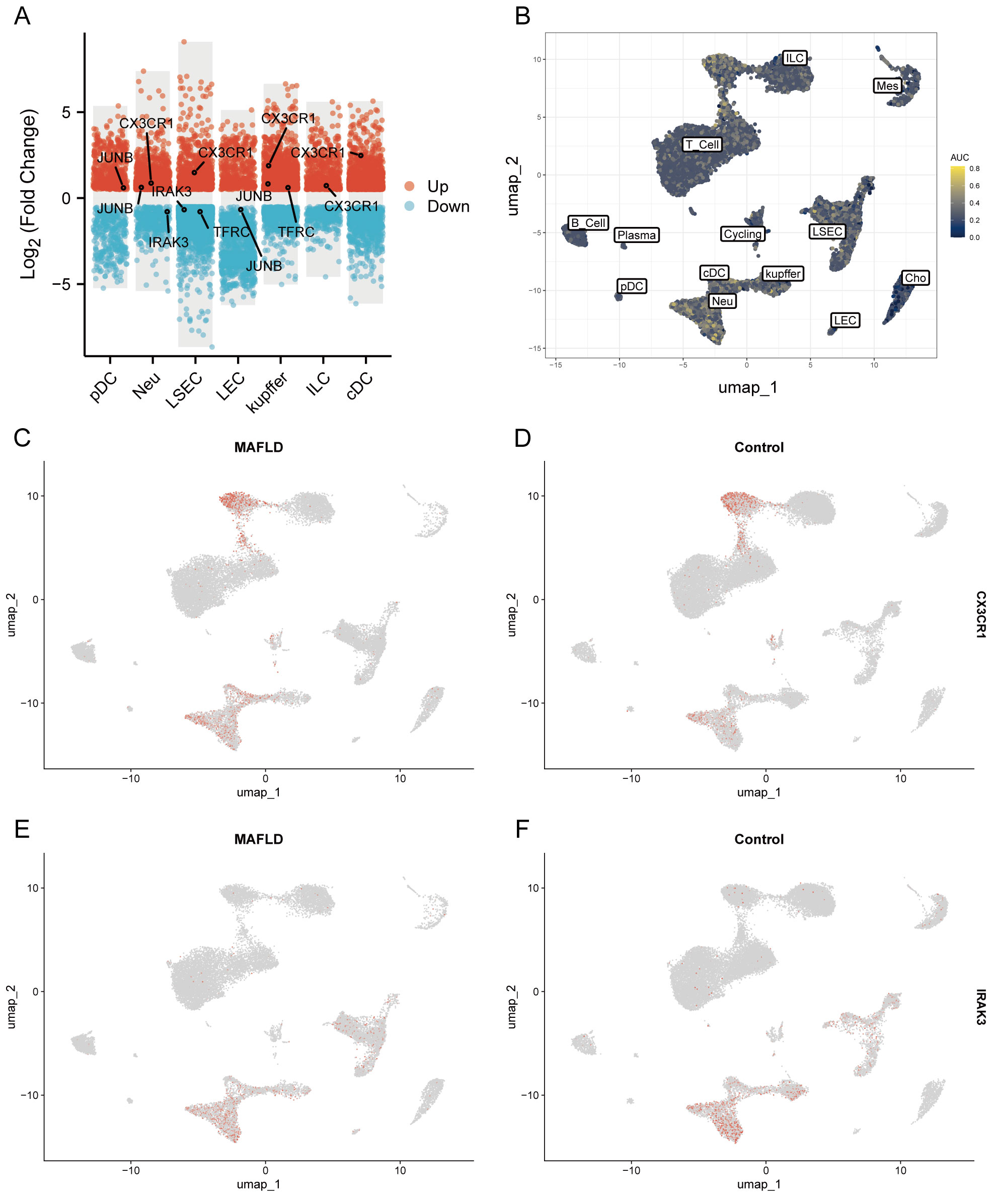 A figure with multiple panels showing gene expression and clustering in cells. Panel A presents a volcano plot illustrating the log2 fold change of gene expression in various cell types, highlighting genes with upregulation and downregulation. Panel B is a UMAP plot displaying cell clusters labeled by type, with a color scale indicating AUC values. Panels C and D show UMAP plots comparing MAFLD and control groups with red dots indicating CX3CR1 expression. Panels E and F are similar UMAP plots for MAFLD and control groups highlighting IRAK3 expression.