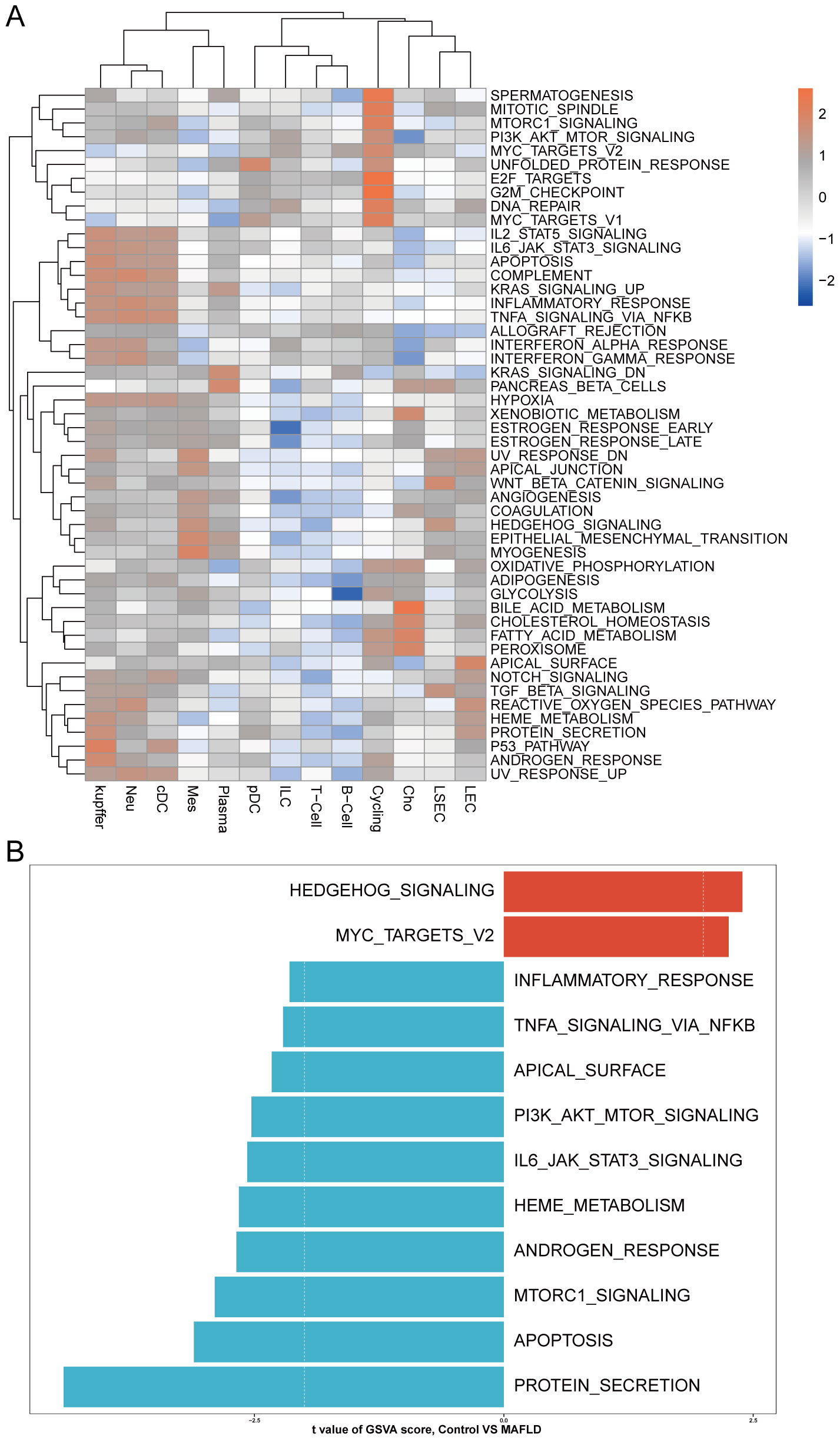 Heatmap and bar chart illustrating gene set variation analysis (GSVA) results. Panel A shows a heatmap of various signaling pathways with color-coded expression levels ranging from blue (downregulated) to red (upregulated). Pathways include spermatogenesis, mitotic spindle, and oxidative phosphorylation. Samples are clustered on the x-axis. Panel B displays a bar chart with pathways like hedgehog signaling and MYC targets, with bars indicating t-values of GSVA scores comparing control and MAFLD. Bars are color-coded based on significance, with some red and others in teal.