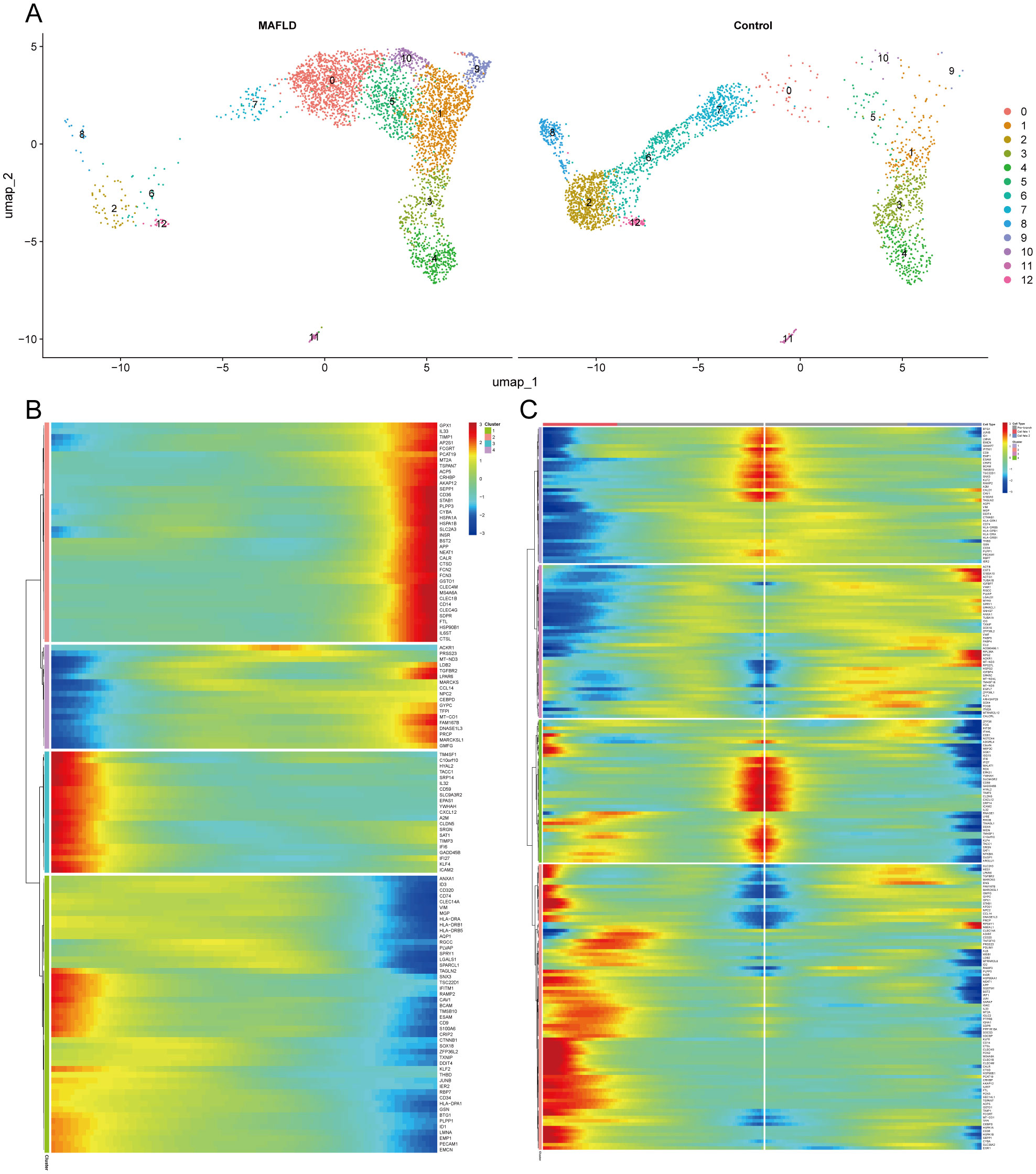 Panel A displays a UMAP plot comparing MAFLD and Control groups, with different cell clusters in various colors. Panels B and C show heatmaps illustrating gene expression patterns for each group. Each vertical band in the heatmaps represents a gene, with color gradients from blue to red indicating expression levels.