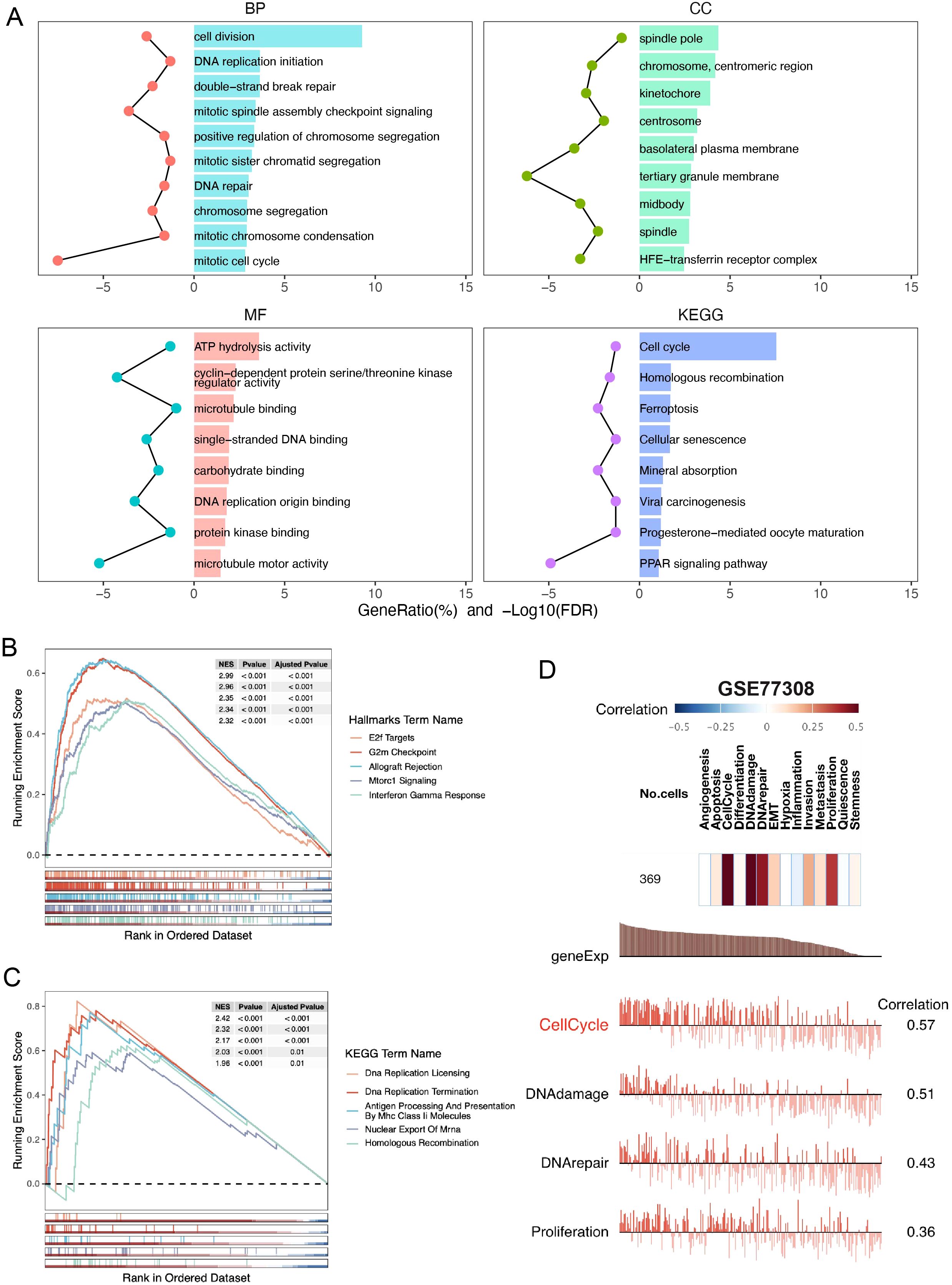 Four-part image showing gene set enrichment analysis results. Panel A: Four dot plots depict biological processes (BP), cellular components (CC), molecular functions (MF), and KEGG pathways, with dots representing gene ratios and FDR values. Panel B: Line graph shows running enrichment scores for hallmark gene sets, with a table summarizing enrichment statistics. Panel C: Similar line graph for KEGG terms, with corresponding statistics. Panel D: Correlation heatmap and bar graphs of gene expression data from GSE77308, showing correlations with cell cycle, DNA damage, and other processes.
