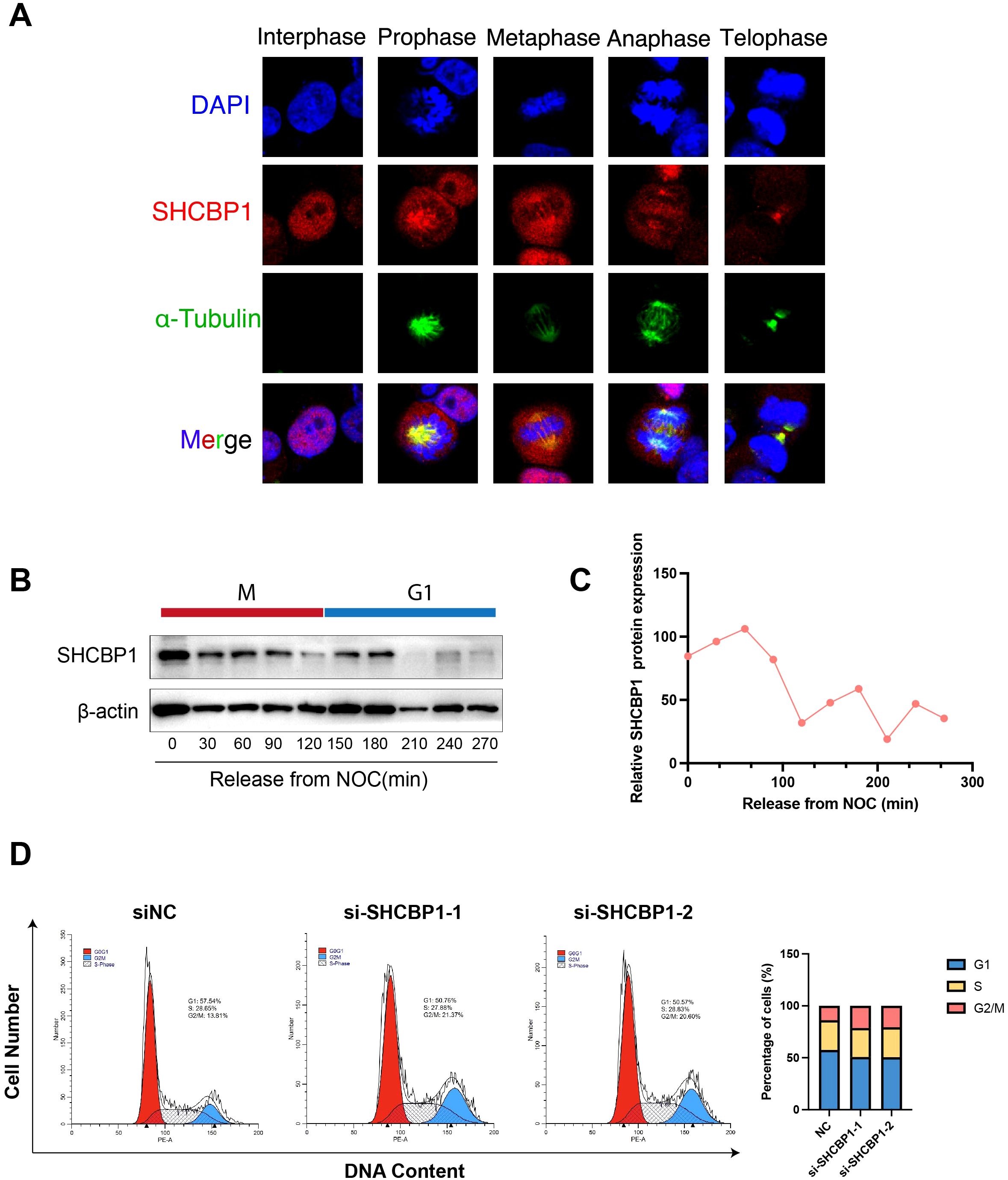 Panel A displays immunofluorescence images of cells in various mitotic phases stained for DAPI, SHCBP1, and α-Tubulin. Panel B shows a Western blot of SHCBP1 and β-actin over time after NOC release, categorized into M and G1 phases. Panel C is a line graph depicting relative SHCBP1 protein expression over time. Panel D contains flow cytometry histograms of DNA content from cells treated with siNC, si-SHCBP1-1, and si-SHCBP1-2, along with a bar graph representing the cell cycle distribution percentages.
