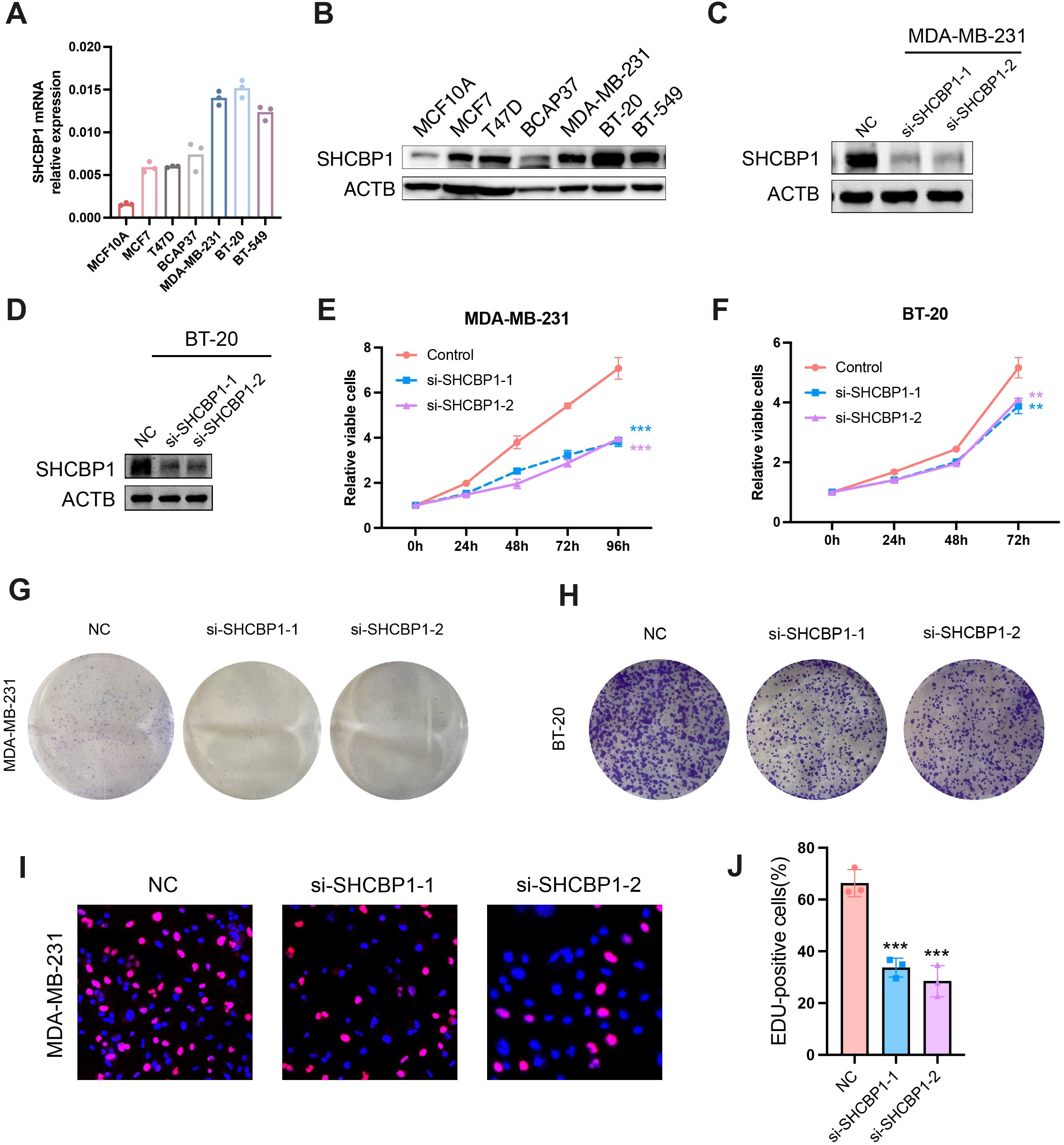 A composite figure depicting various experiments on cell lines related to SHCBP1 expression. Panel A shows a bar graph of SHCBP1 mRNA levels across several cell lines. Panel B and D display western blots for SHCBP1 and ACTB expression. Panel C compares SHCBP1 levels with siRNA treatment in MDA-MB-231 cells. Panels E and F are line graphs showing cell viability over time under different treatments for MDA-MB-231 and BT-20 cells. Panels G and H show colony formation assays. Panel I presents images of cells stained for proliferation markers. Panel J features a bar graph of EDU-positive cell percentages.