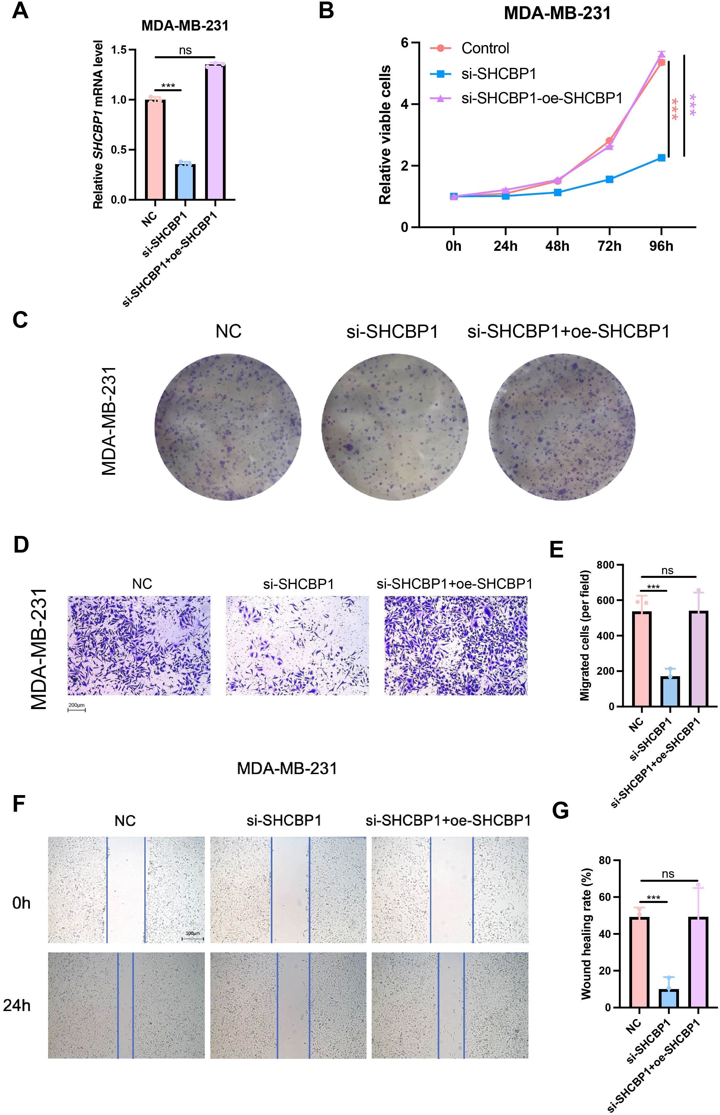 A series of images and graphs related to MDA-MB-231 cells and the SHCBP1 gene: A) Bar graph showing relative SHCBP1 mRNA levels for NC, si-SHCBP1, and si-SHCBP1+oe-SHCBP1 conditions. B) Line graph displaying the relative number of viable cells over time for Control, si-SHCBP1, and si-SHCBP1+oe-SHCBP1 conditions. C) Colony formation assay images for NC, si-SHCBP1, and si-SHCBP1+oe-SHCBP1. D) Images of migrated cells stained and visualized for NC, si-SHCBP1, and si-SHCBP1+oe-SHCBP1. E) Bar graph showing the number of migrated cells per field for the conditions. F) Wound healing assay images at 0 hours and 24 hours for NC, si-SHCBP1, and si-SHCBP1+oe-SHCBP1. G) Bar graph showing wound healing rate percentages for each condition.