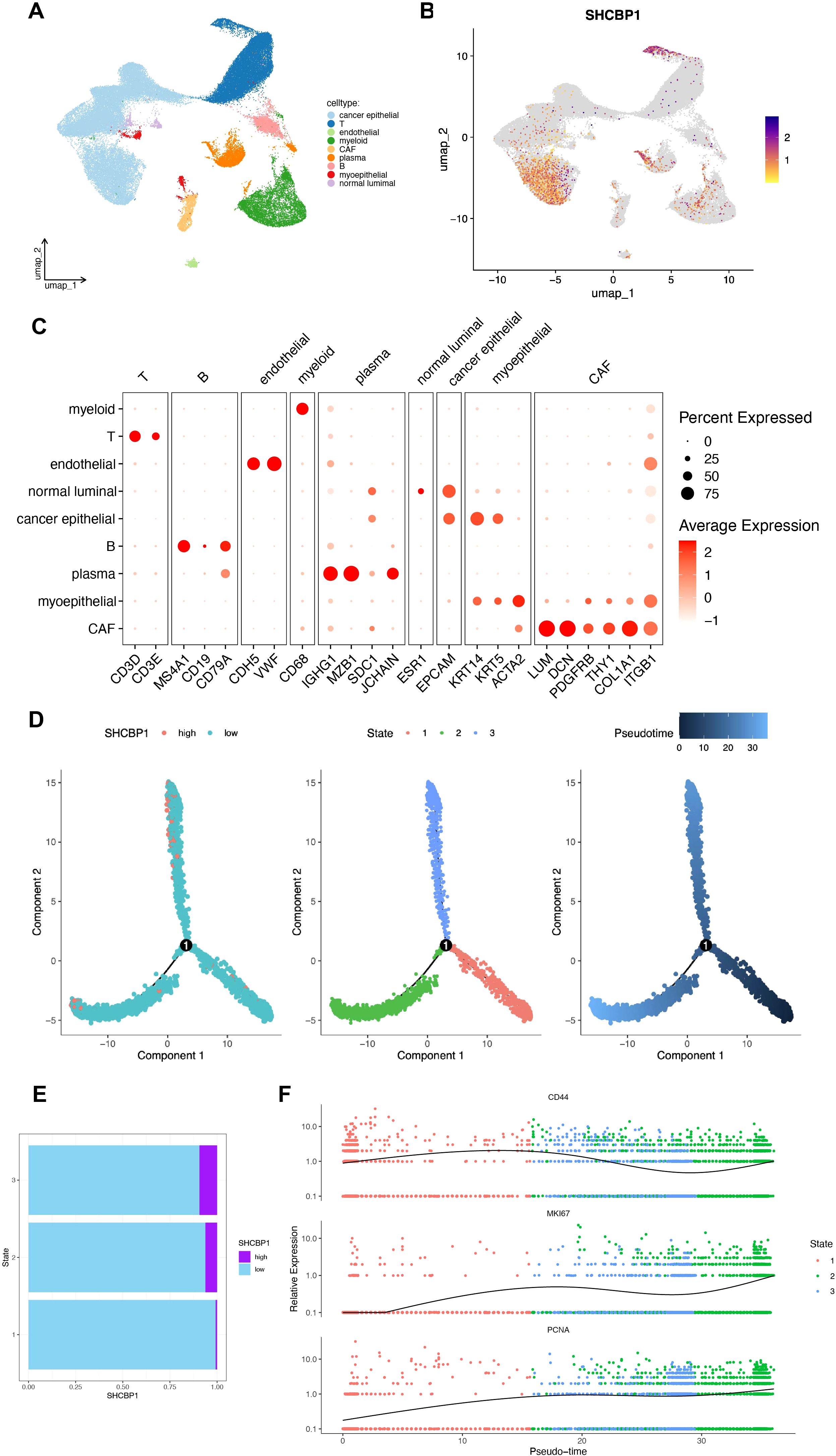 A series of data visualizations displaying SHCBP1 expression across various cell types and states. Panel A illustrates a UMAP plot with different cell types depicted in various colors. Panel B shows a UMAP plot with SHCBP1 expression levels indicated by color gradients. Panel C features a dot plot of percent expressed and average expression across cell types. Panel D presents PCA plots showing components and state distributions with SHCBP1 expression levels. Panel E is a bar graph contrasting high and low SHCBP1 expression by state. Panel F consists of line graphs displaying relative expression of CD44, MKI67, and PCNA over pseudotime for different states.