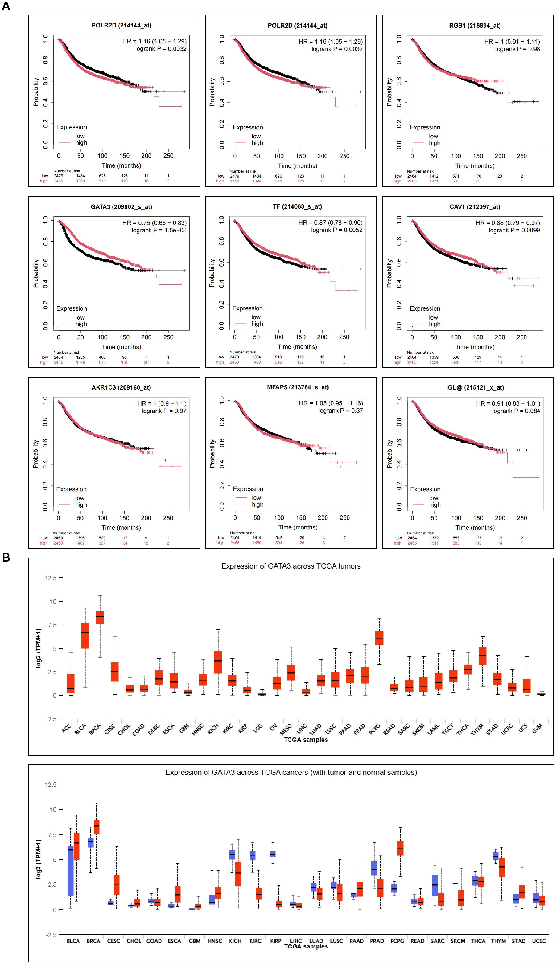 Panel A contains eight Kaplan-Meier plots showing survival probabilities based on gene expression levels for various genes, with hazard ratios (HR) and log-rank p-values. Panel B includes two box plots displaying the expression of GATA3 across different TCGA tumors. The top graph shows expression across all samples, while the bottom graph compares expression in tumor versus normal samples, with specific cancer types labeled on the x-axis.