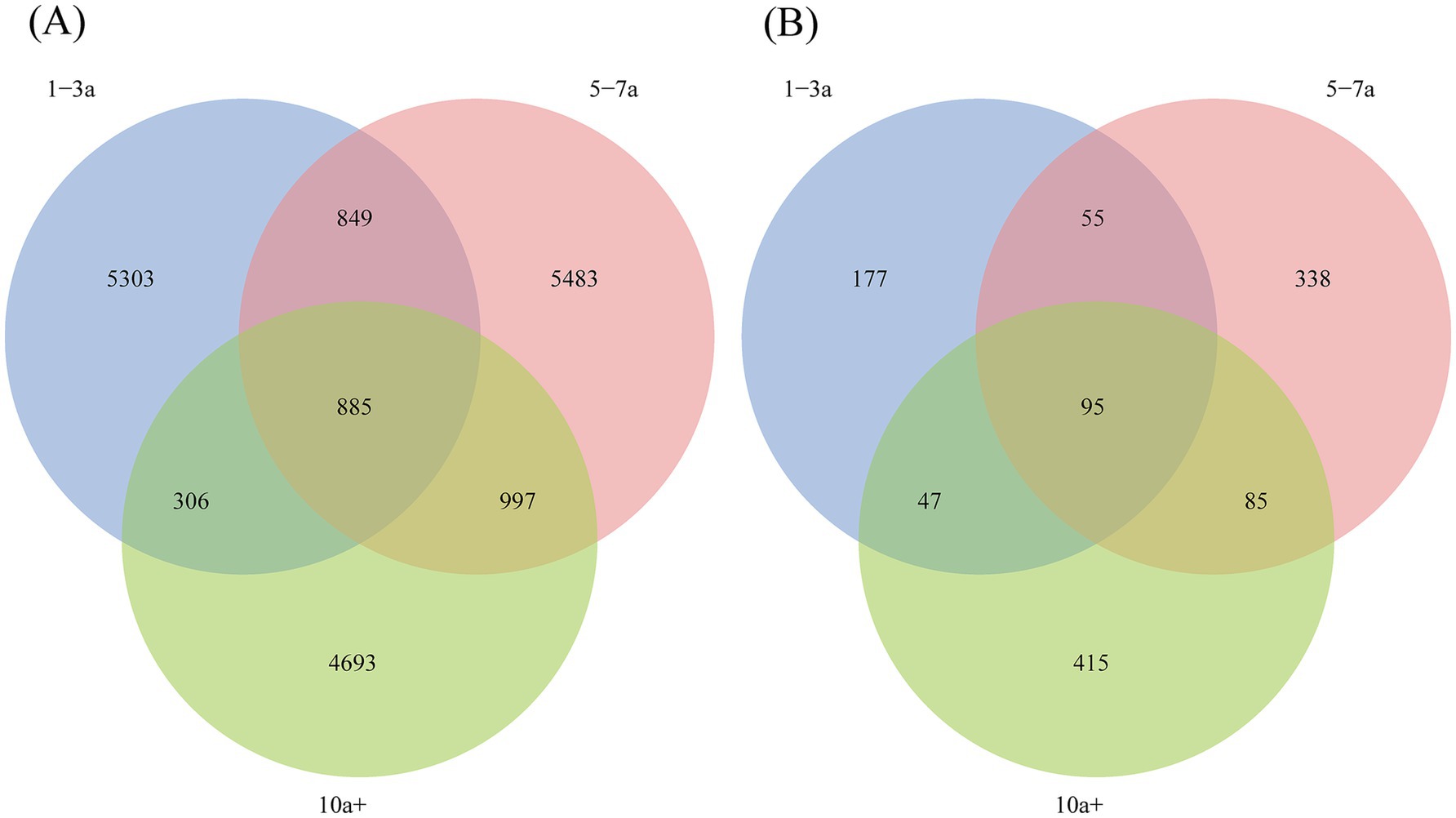 Venn diagrams depicting soil bacteria (A) and fungi (B) at the ASV level across different planting durations (1 - 3 years, 5 - 7 years, and over 10 years). In Figure A, the quantities of ASVs that are unique to each of the three distinct planting durations, as well as those that are shared among them, are 5303, 849, 5483, 306, 885, 997, and 4693. In Figure B, the numbers of ASVs exclusive to each of the three different planting durations and those in common are 177, 55, 338, 47, 95, 85, and 415, respectively.