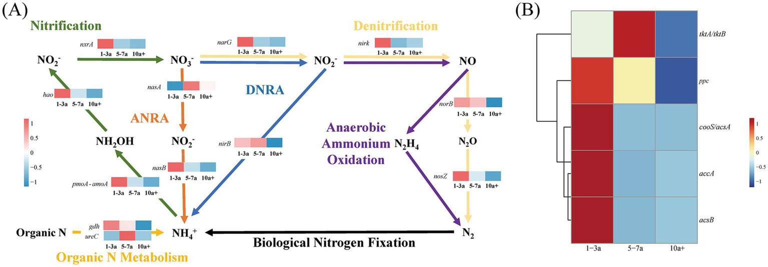 Figure (A) presents the nitrogen cycle pathways, including nitrification, denitrification, and organic nitrogen metabolism processes, as well as related genes such as nxrA, hao, pmoA-amoA, etc. Figure (B) shows a heatmap of carbon fixation gene expression, with color gradients representing the expression levels of genes such as tktA/tktB, ppc, cooS/acsA, accA, and acsB. The x-axis labels different planting years (1-3 years, 5-7 years, over 10 years), and the color scale ranges from blue (low expression) to red(high expression).