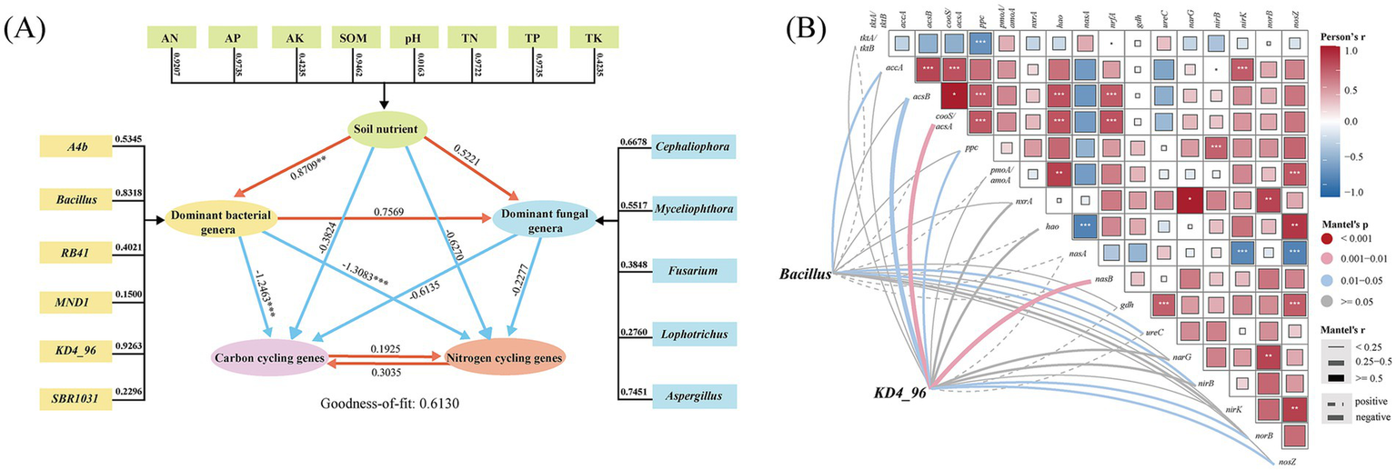 Panel A depicts a path diagram illustrating relationships between soil nutrients, dominant bacterial andfungal genera, and carbon and nitrogen cycling genes. Various pathways connect these elements with numerical labels indicating strength and significance. Panel B shows a correlation heatmap comparing different genes, with colored squares representing Pearson’s correlation values. Lines connect Bacillus and KD4_96 to various genes, indicating associations. The diagram uses red and blue colors to signifypositive and negative correlations, respectively, with different line thicknesses representing Mantel’s r values.