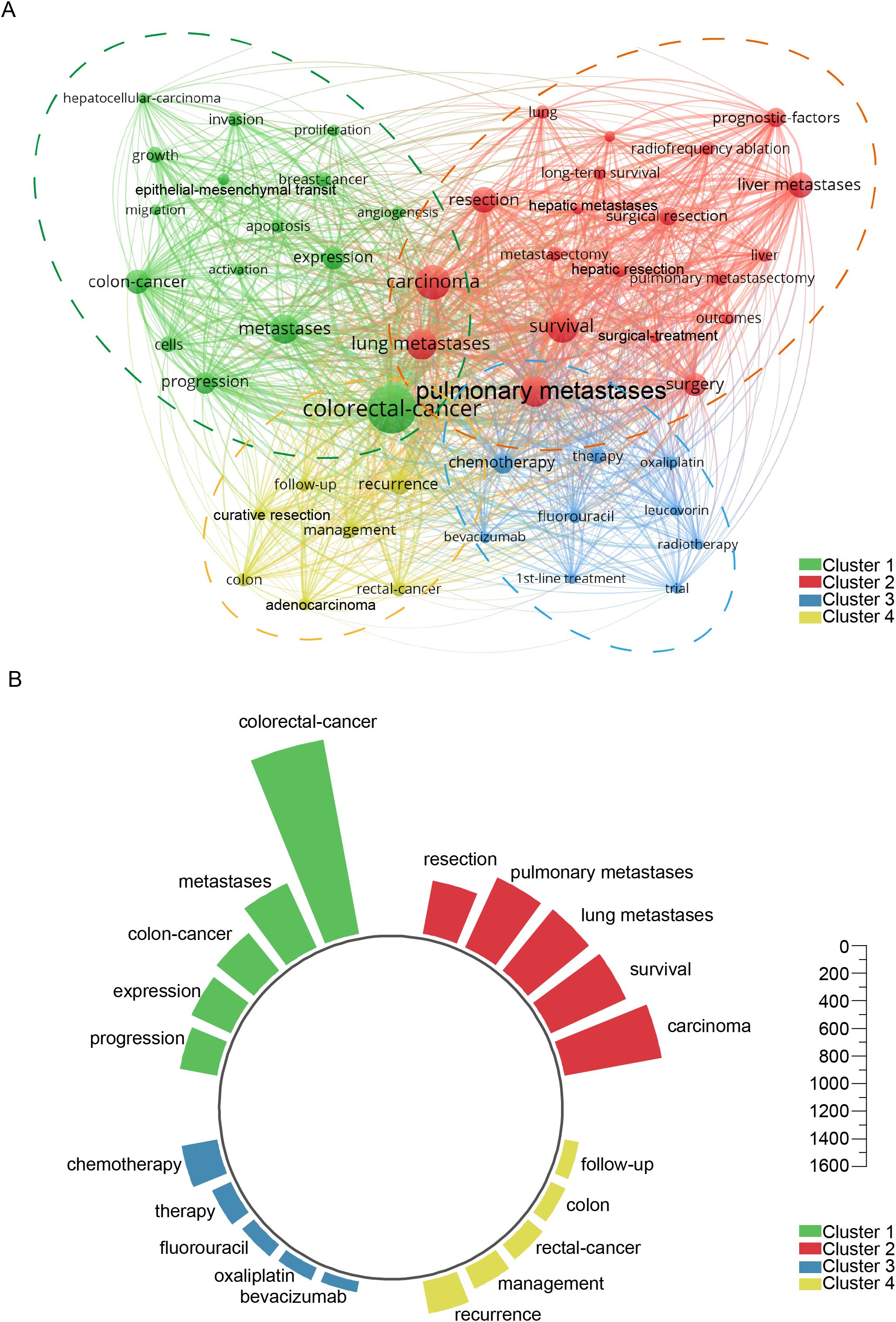 Visualization of a network and circular bar plot depicting keyword clusters related to cancer research. In panel A, a network graph shows interconnected keywords labeled in different colors representing four clusters: green, red, blue, and yellow, associated with topics like colorectal cancer and metastases. Panel B features a circular bar plot displaying the same clusters with keywords like “colorectal-cancer” and “resection” in corresponding colors, highlighting their frequency.