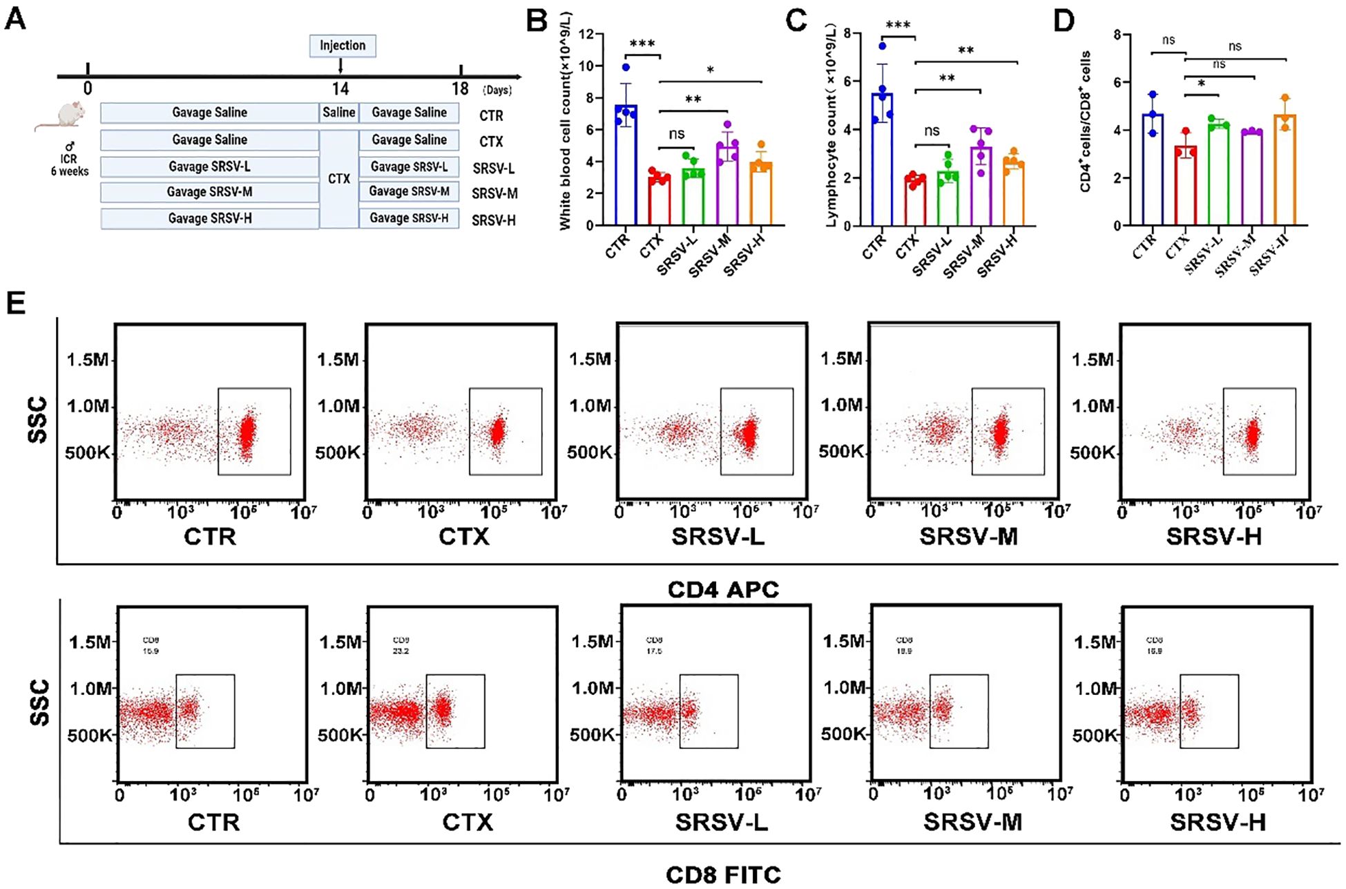 Diagram illustrating an experiment on mice with various treatments, including saline and SRSV in different doses. The results include bar graphs showing differences in white blood cell and lymphocyte counts, and CD4 cell levels across groups: CTR, CTX, SRSV-L, SRSV-M, and SRSV-H. Scatter plots demonstrate SSC versus CD4 and CD8 expression levels, highlighting variations between groups. Statistical significance is indicated by asterisks, with comparisons labeled as significant or not significant.