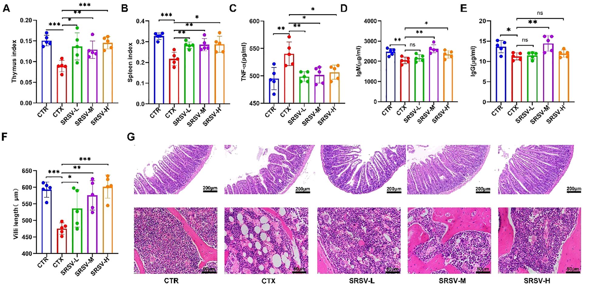 Bar charts labeled A to F display measurements of thymus and spleen indices, TNF-α, IgM, IgG, and villi length across different groups (CTR, CTX, SRSV-L, SRSV-M, SRSV-H), with various significance levels indicated. Panel G shows histological images of tissue sections corresponding to each group, with labels and scale bars present.