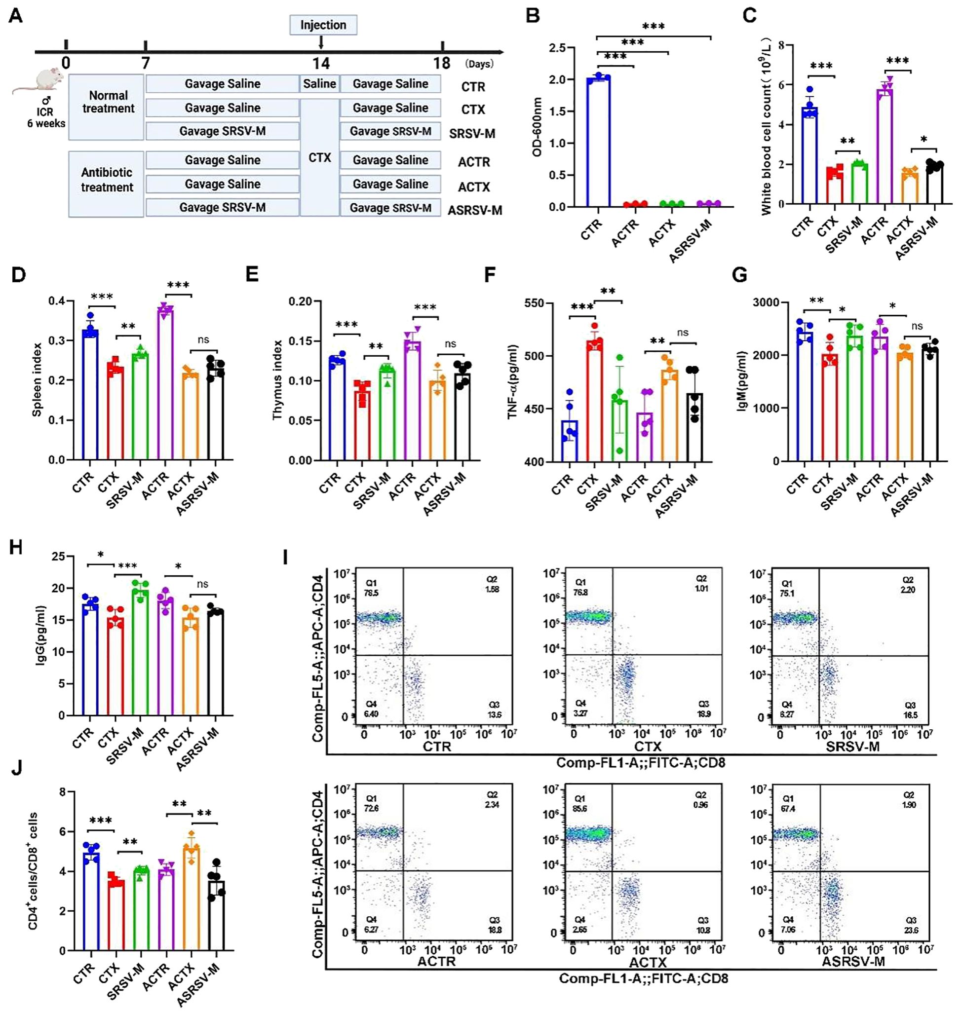 A laboratory study diagram and multiple graphs showing experimental data on mice. Panel A displays the experimental timeline with treatment groups. Panels B to J present bar graphs with color-coded bars indicating various measurements: absorbance, white blood cell count, spleen and thymus index, TNF-alpha, immunoglobulin levels, and CD4/CD8 positive cells, with statistical significance marked. Panel I shows flow cytometry plots for different treatment groups. Each graph includes error bars and significance markers, comparing control (CTR) and treated groups.