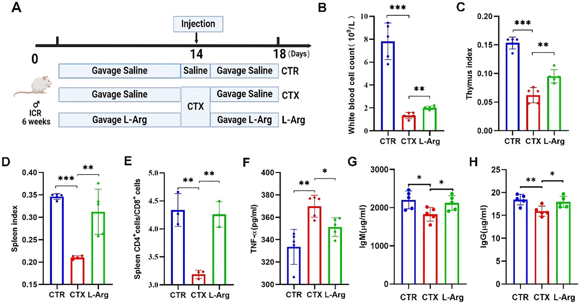 Diagram detailing the experimental design and results of a study on mice. Panel A outlines the treatment schedule for control, CTX, and L-Arg groups over 18 days. Panels B to H depict various bar graphs showing significant differences among groups in white blood cell count, thymus index, spleen index, spleen CD4+/CD8+ cells ratio, TNF-α levels, IgM, and IgG concentrations, with statistical significance indicated by asterisks.