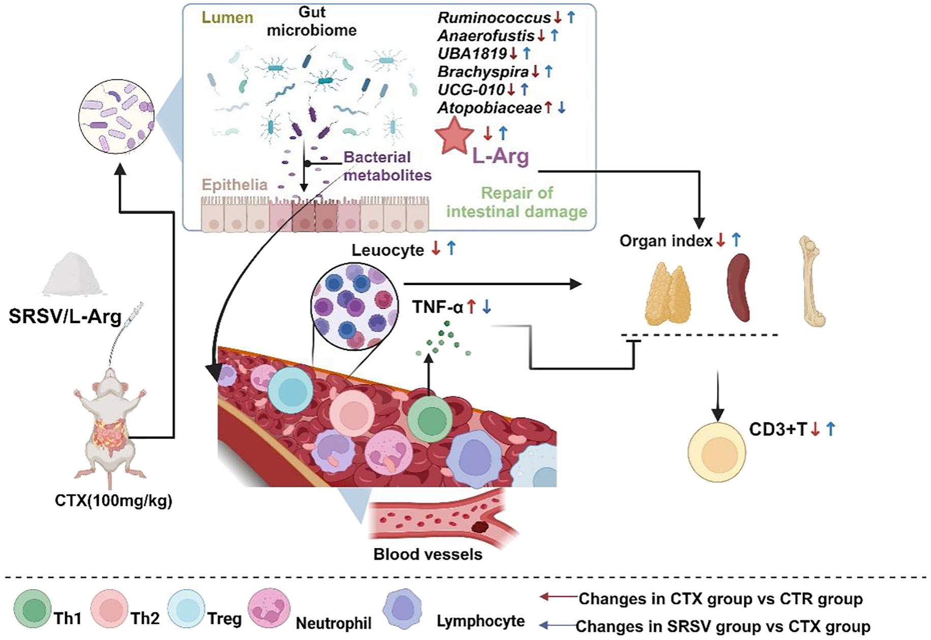 Illustration of gut microbiome interaction with intestinal and immune functions. Shows how bacterial metabolites influence immune cells and repair intestinal damage. Key species like Ruminococcus, Atopobiaceae, and UCG-010 are noted. Graph also indicates effects on leucocytes, TNF-α, organ indices, and CD3+ T cells, with varied responses in CTX and SRSV-treated groups. Visuals include a mouse, cellular diagrams, bacteria, and affected organs such as the thymus, spleen, and bone. Color-coded elements depict different cell types and changes in the conditions.
