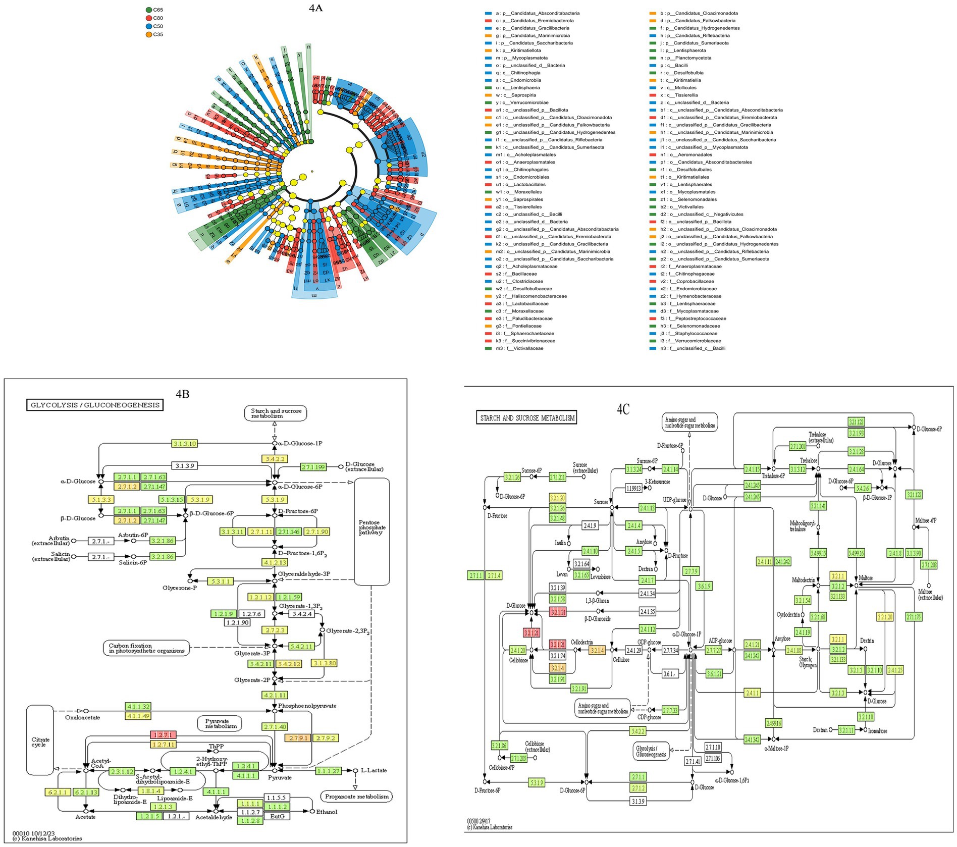 Circular genomic tree diagram labeled 4A with colored segments representing different bacterial families; two pathway maps below labeled 4B and 4C detailing glycolysis, gluconeogenesis, starch, and sucrose metabolism with complex interconnecting pathways and enzymes.