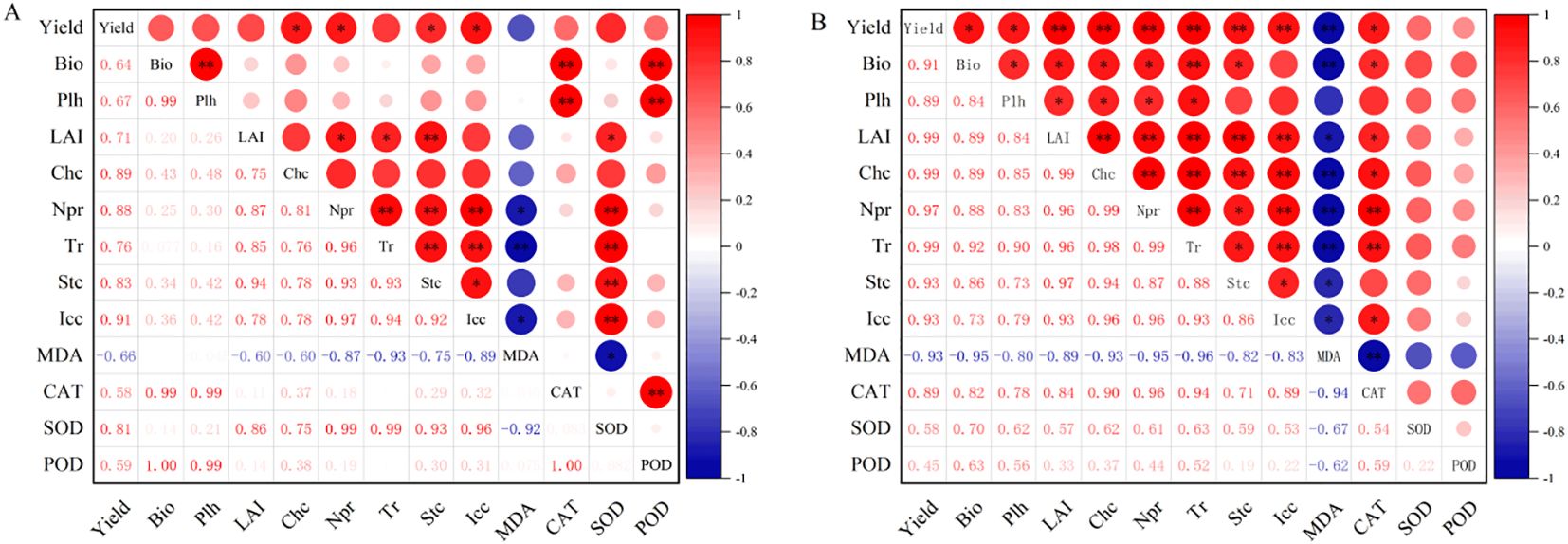 Two heatmap matrices labeled A and B display correlations between agricultural variables such as Yield, Bio, and LAI. The color gradient ranges from blue (negative correlation) to red (positive correlation), with circle sizes indicating correlation strength. B shows more intense red and blue hues, suggesting stronger correlations. A scale bar on the right ranges from -1 to 1.