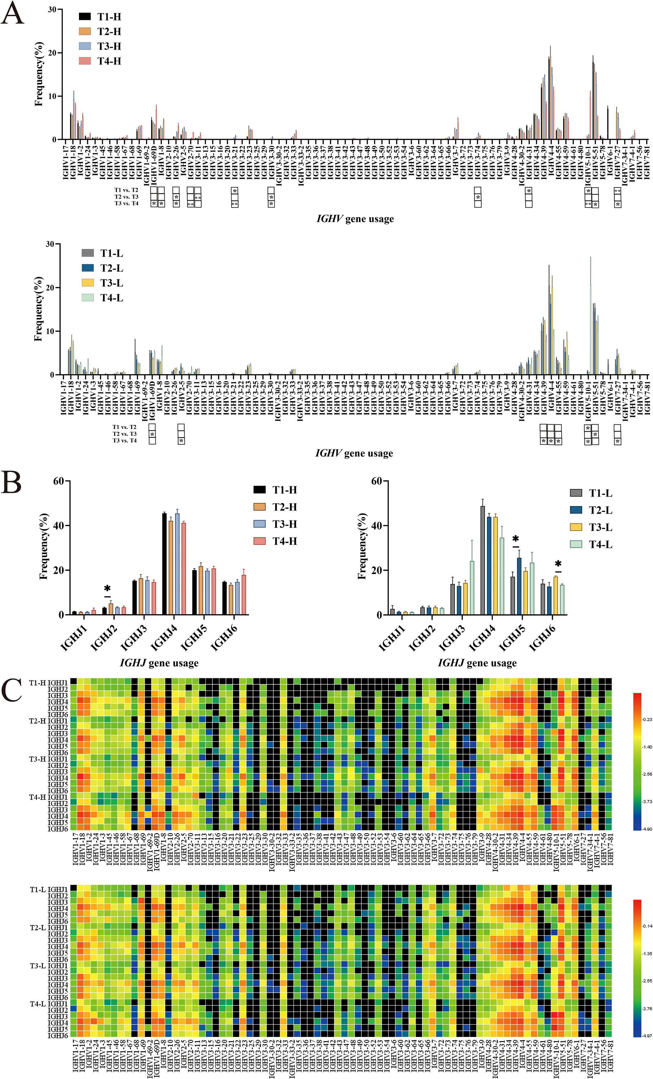 Bar charts and heatmaps showing IGHV and IGHJ gene usage. A. Bar charts depict IGHV gene frequency among four groups (T1-H, T2-H, T3-H, T4-H) and (T1-L, T2-L, T3-L, T4-L). B. Bar charts show IGHJ gene frequency for the same groups, with significant differences marked by asterisks. C. Heatmaps display gene usage patterns, with color ranging from blue to red representing low to high frequency.