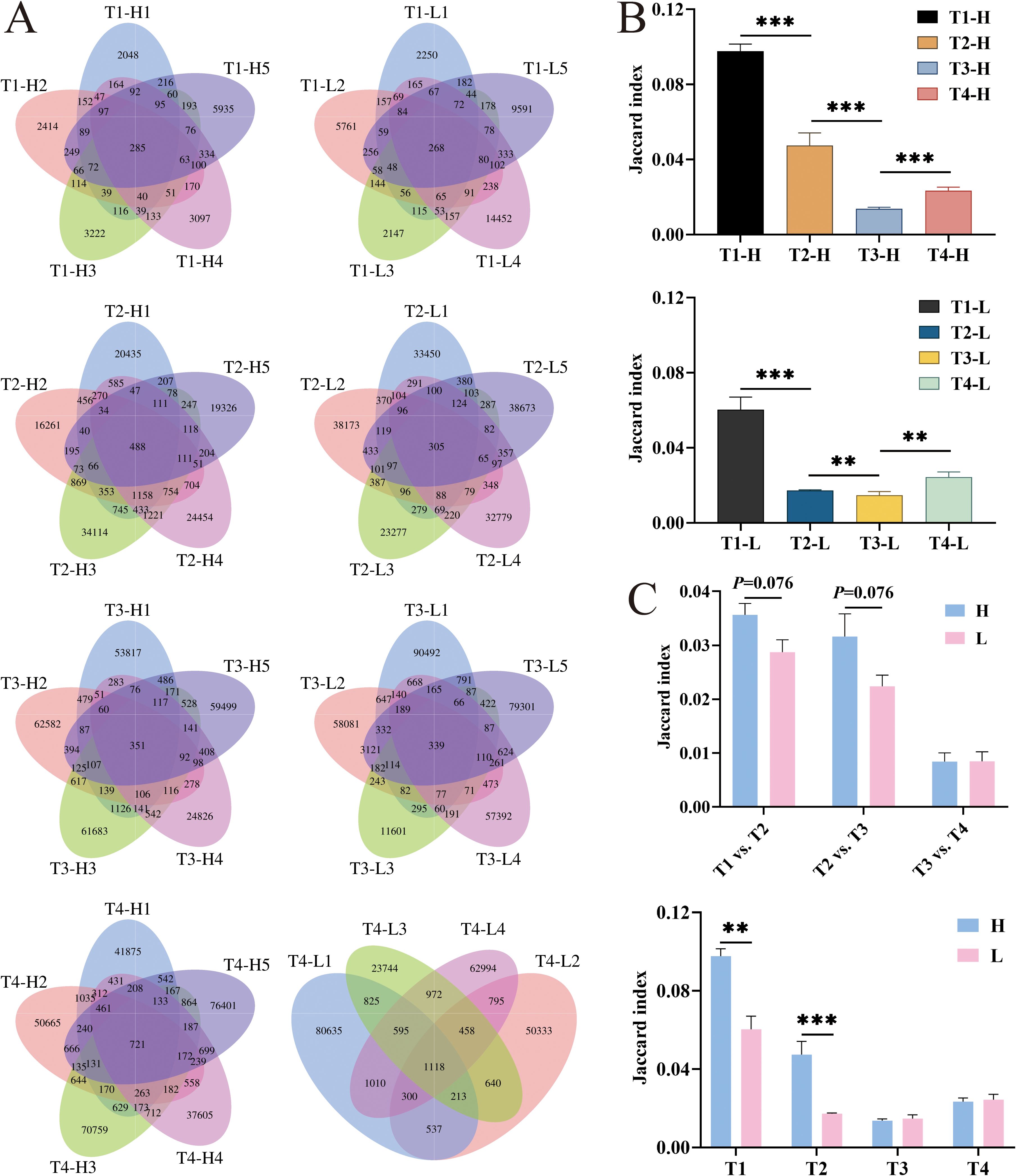 Panel A features multiple Venn diagrams, each comparing five groups labeled T1-H1 to T4-L5, with numbers indicating shared and unique elements. Panel B shows two bar charts comparing Jaccard index values across T1-H to T4-H and T1-L to T4-L, with significance marked by asterisks. Panel C presents bar charts comparing Jaccard index values for H versus L across T1 to T4, with p-values and significance indicated.
