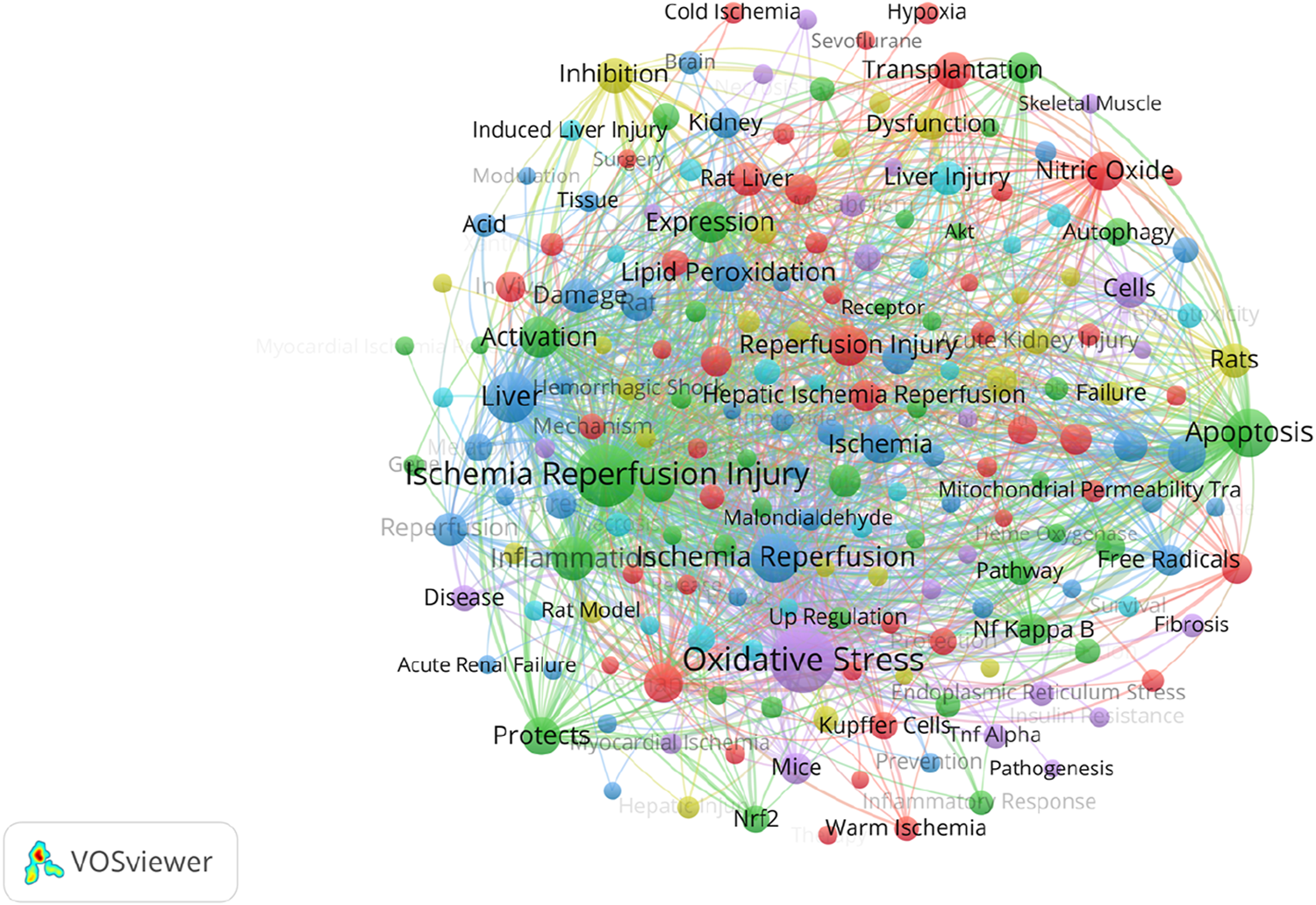 Visualization of keyword co-occurrence related to ischemia and reperfusion injuries using VOSviewer. Keywords like "Ischemia Reperfusion Injury," "Oxidative Stress," and "Apoptosis" are prominent. Nodes are color-coded and interconnected, indicating relationships and frequencies of co-mentions in academic literature.