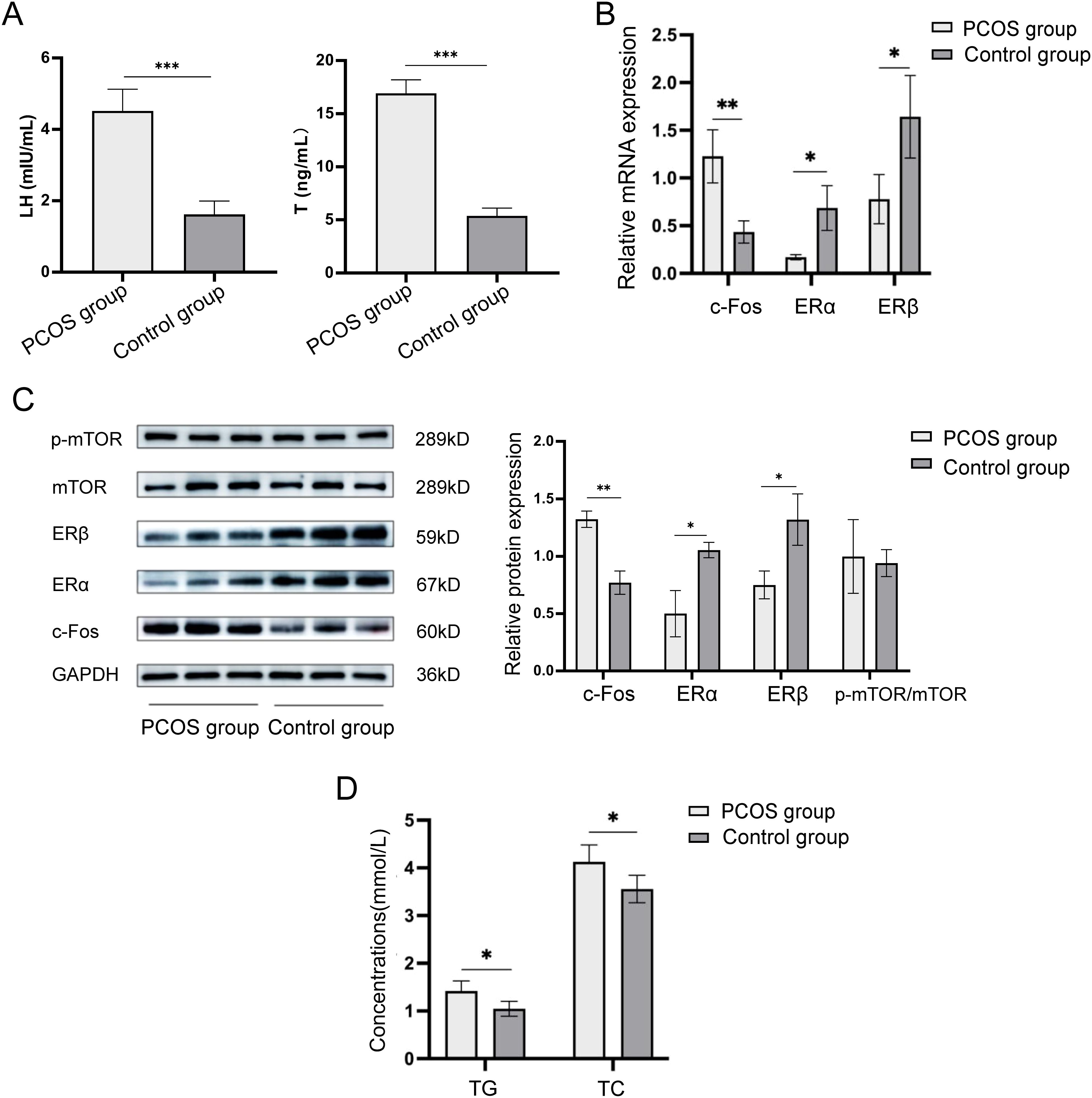 Panel A shows increased LH and testosterone in the PCOS group compared to controls. Panel B depicts higher mRNA expression of c-Fos, ERα, and ERβ in PCOS. Panel C illustrates protein expression with western blot images and quantification, showing higher levels of c-Fos, ERα, ERβ, and p-mTOR in PCOS. Panel D indicates elevated triglycerides and total cholesterol in the PCOS group compared to controls. Significant differences are marked with asterisks.