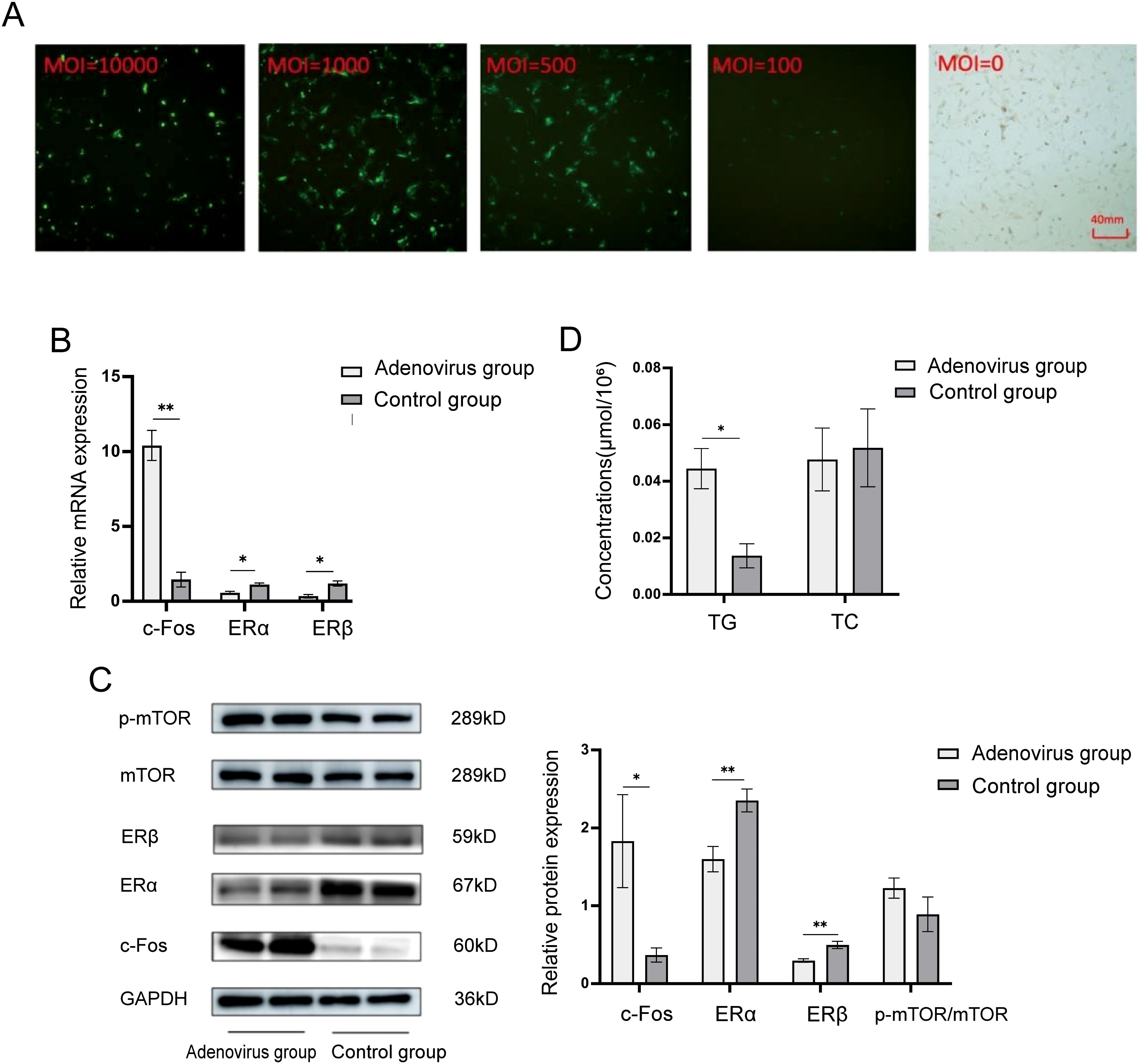 Panel A shows images of cells at different multiplicities of infection (MOI levels: 10,000, 1,000, 500, 100, and 0). Panel B is a bar graph comparing relative mRNA expression levels of c-Fos, ERα, and ERβ between adenovirus and control groups, showing significant differences. Panel C includes Western blot images and a bar graph comparing protein expression levels of p-mTOR, mTOR, ERβ, ERα, c-Fos, and GAPDH across groups. Panel D is a bar graph comparing triglyceride (TG) and total cholesterol (TC) concentrations between the groups. Significant differences are indicated with asterisks.