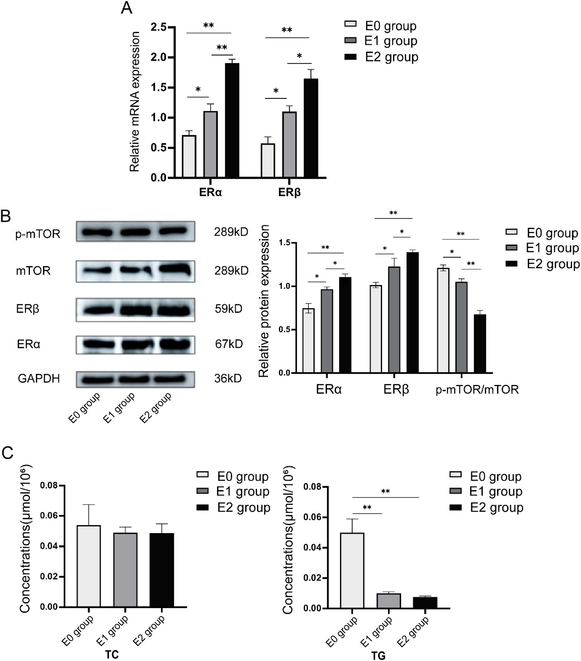 Chart A displays relative mRNA expression levels of ERα and ERβ across groups E0, E1, and E2. Chart B presents protein expression levels of p-mTOR, mTOR, ERβ, ERα, and GAPDH, with corresponding relative protein expression bars for the groups. Chart C shows concentrations of TC and TG across groups, with TG showing significant differences. Statistically significant differences are noted with asterisks.