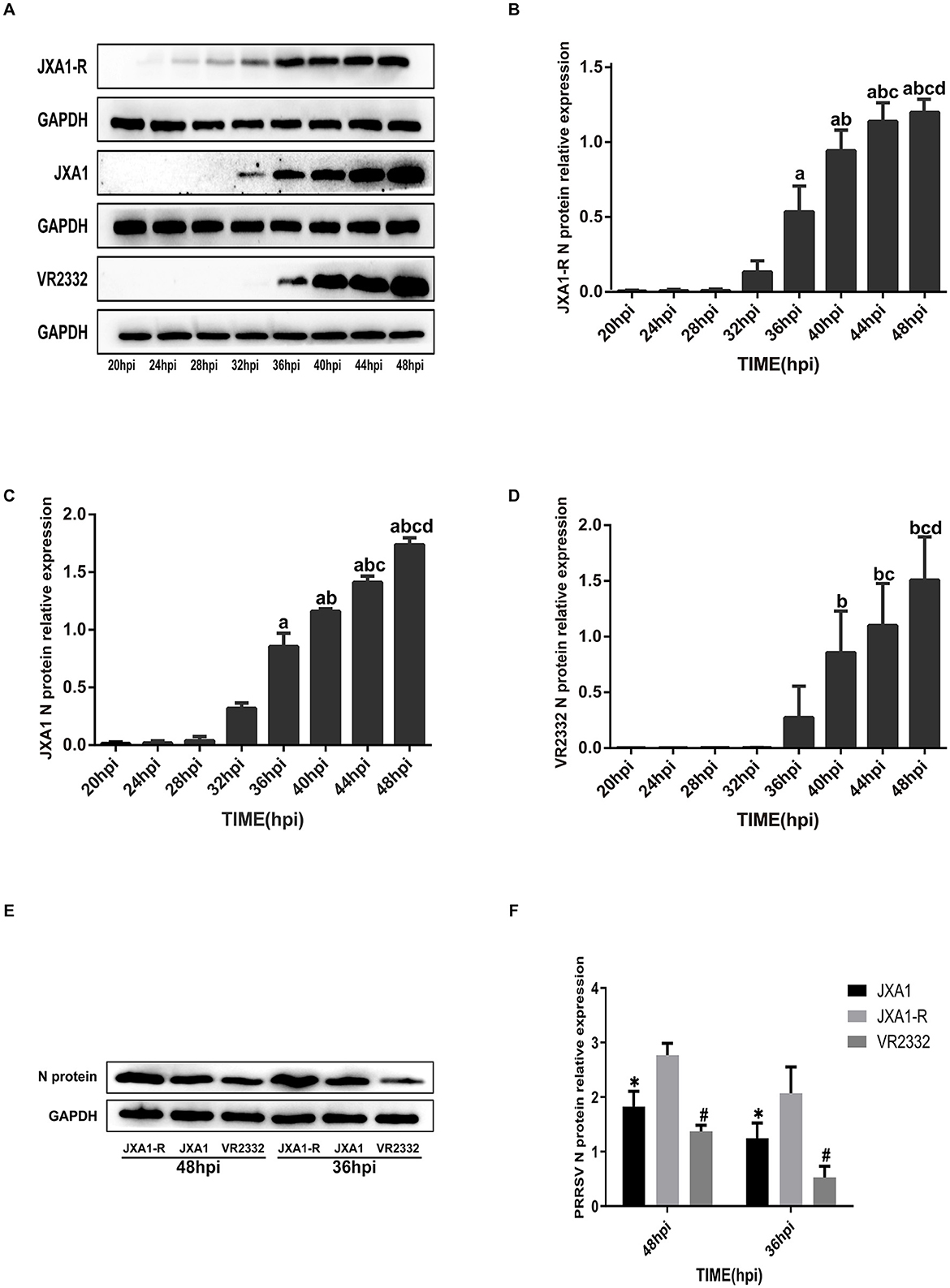 Panel A shows Western blot analyses of JXA1-R, JXA1, and VR2332 protein expressions at various hours post-infection (hpi) using GAPDH as a loading control. Panels B, C, and D are bar graphs displaying the relative expression levels of these proteins over time, with significant differences marked by letters. Panel E presents another Western blot comparing N protein expression for JXA1-R, JXA1, and VR2332 at 48 and 36 hpi. Panel F is a bar graph showing PRRSV N protein relative expression, indicating significant differences using symbols.