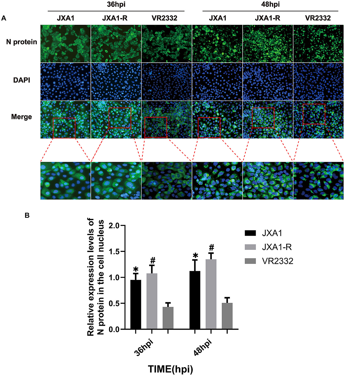Fluorescence microscopy images and bar chart. Panel A shows N protein expression in green and DAPI-stained nuclei in blue at 36 and 48 hours post-infection (hpi) for JXA1, JXA1-R, and VR2332 strains. Merged images highlight protein localization. Panel B is a bar graph illustrating the relative expression levels of N protein in the cell nucleus at 36 and 48 hpi for each strain, revealing higher expression in JXA1-R.