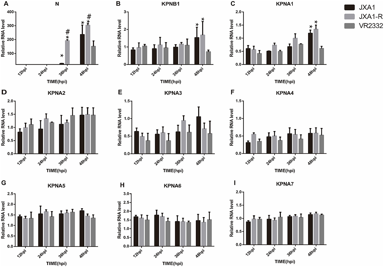 Bar graphs depict relative RNA levels of different genes (N, KPNB1, KPNA1-7) at various time points (12, 24, 36, 48 hours post-infection) for three virus strains: JXA1, JXA1-R, and VR2332. Graph A shows the highest variation, while others show minor fluctuations. Each graph includes standard error bars.