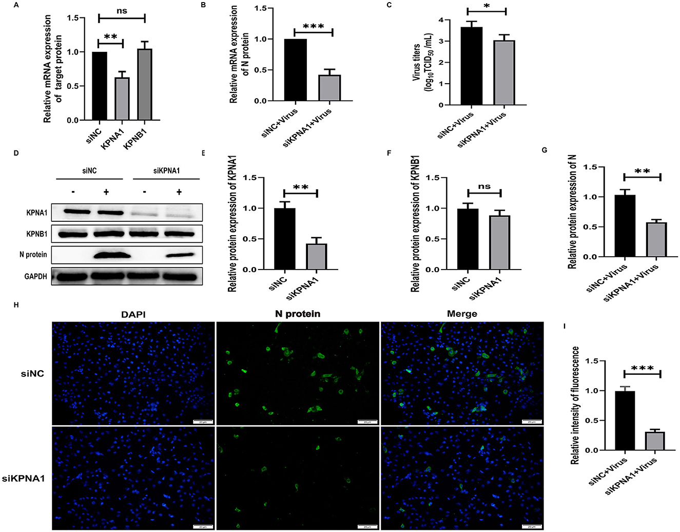 Graphs and images depict multiple experimental results related to the expression of various proteins. Bar graphs A, B, C, E, F, and G show relative mRNA and protein expressions, with statistical significance indicated by asterisks. D features Western blot results for KPNA1, KPNB1, N protein, and GAPDH. H presents fluorescence microscopy images of DAPI and N protein staining in siNC and siKPNA1 treated cells, with a bar graph showing reduced fluorescence intensity in siKPNA1 treated cells. Statistical significance is noted with asterisks throughout.