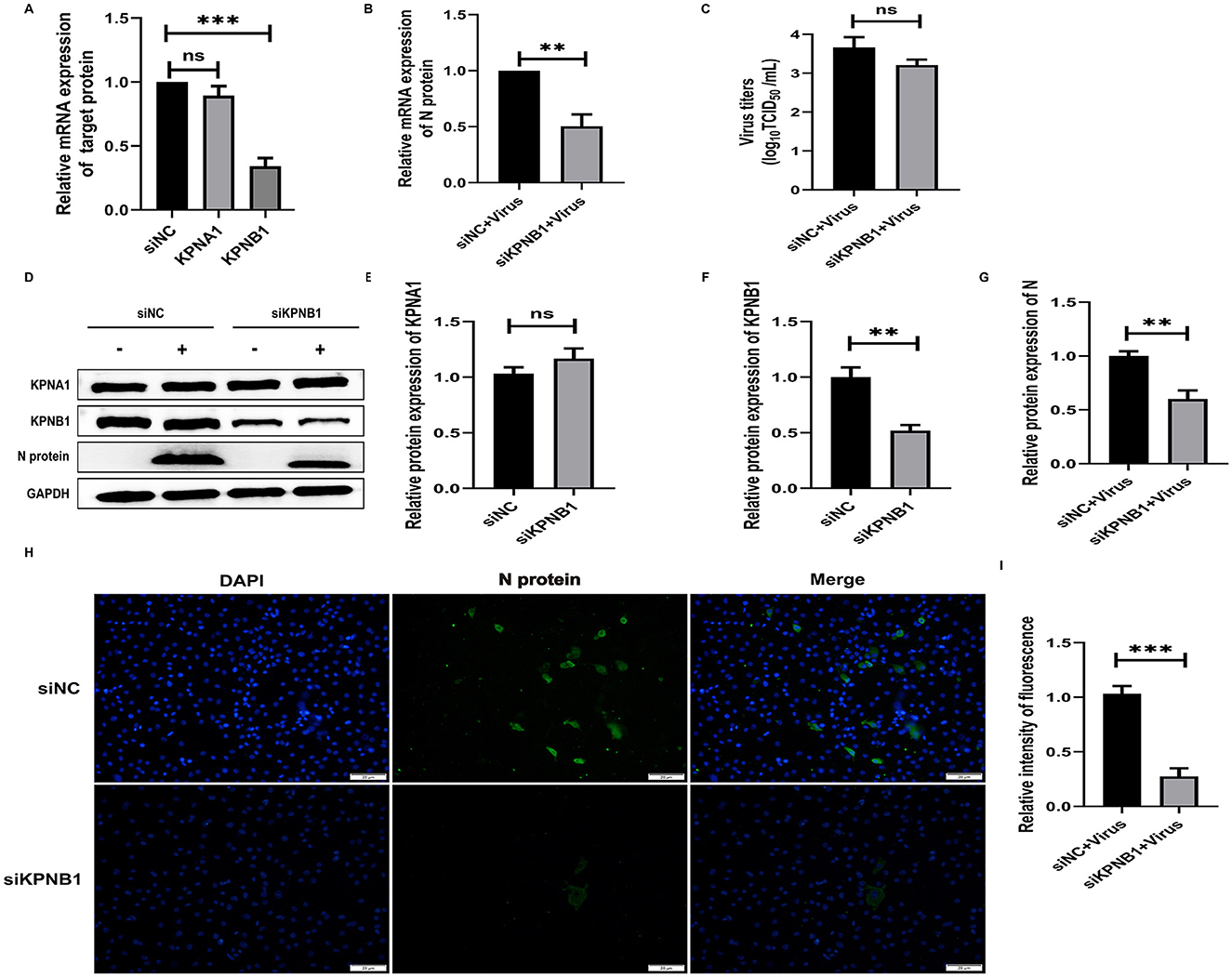 Bar charts and Western blot images depict the effects of siNC, KPNA1, and siKPNB1 treatments on mRNA and protein expressions. Panels A and B show mRNA expression levels with significant changes denoted by asterisks. Panel C displays virus titers, with insignificant differences marked. Panel D shows Western blots for KPNA1, KPNB1, N protein, and GAPDH expressions, with panels E to G quantifying protein expression levels, highlighting significant changes. Panel H presents fluorescence microscopy images of DAPI and N protein staining. Panel I shows a bar chart of relative fluorescence intensity, with significance indicated.