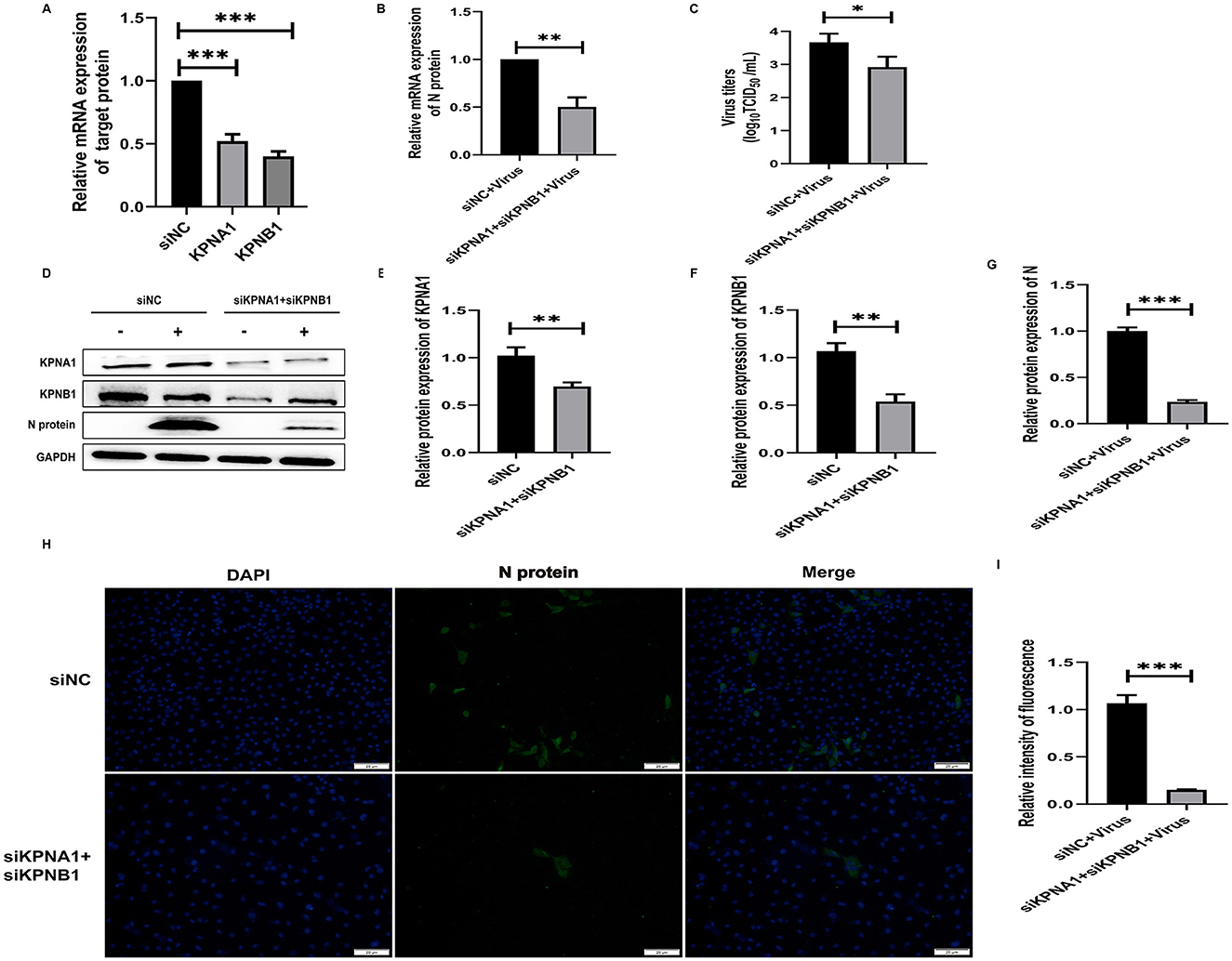 Graphs and images display the effects of siRNA treatments on protein and mRNA expression. Panels A–G show bar graphs and western blot results for KPNA1, KPNB1, and N protein expressions. Notable statistical significance is marked with asterisks. Panel H includes fluorescence microscopy images showing DAPI, N protein, and merged staining in cells treated with siNC and siKPNA1 plus siKPNB1. Panel I presents a bar graph of relative fluorescence intensity, indicating expression differences between treatments.