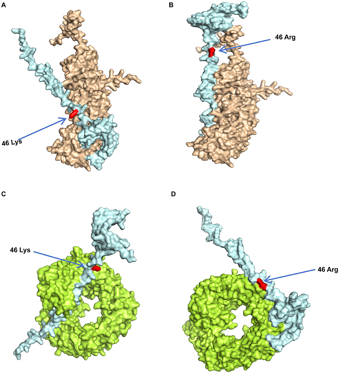Four molecular structures labeled A, B, C, and D. A and B feature tan and light blue sections with red highlights at 46 Lys and 46 Arg, respectively. C and D show green and light blue structures with red highlights at the same positions. Arrows indicate the amino acids.