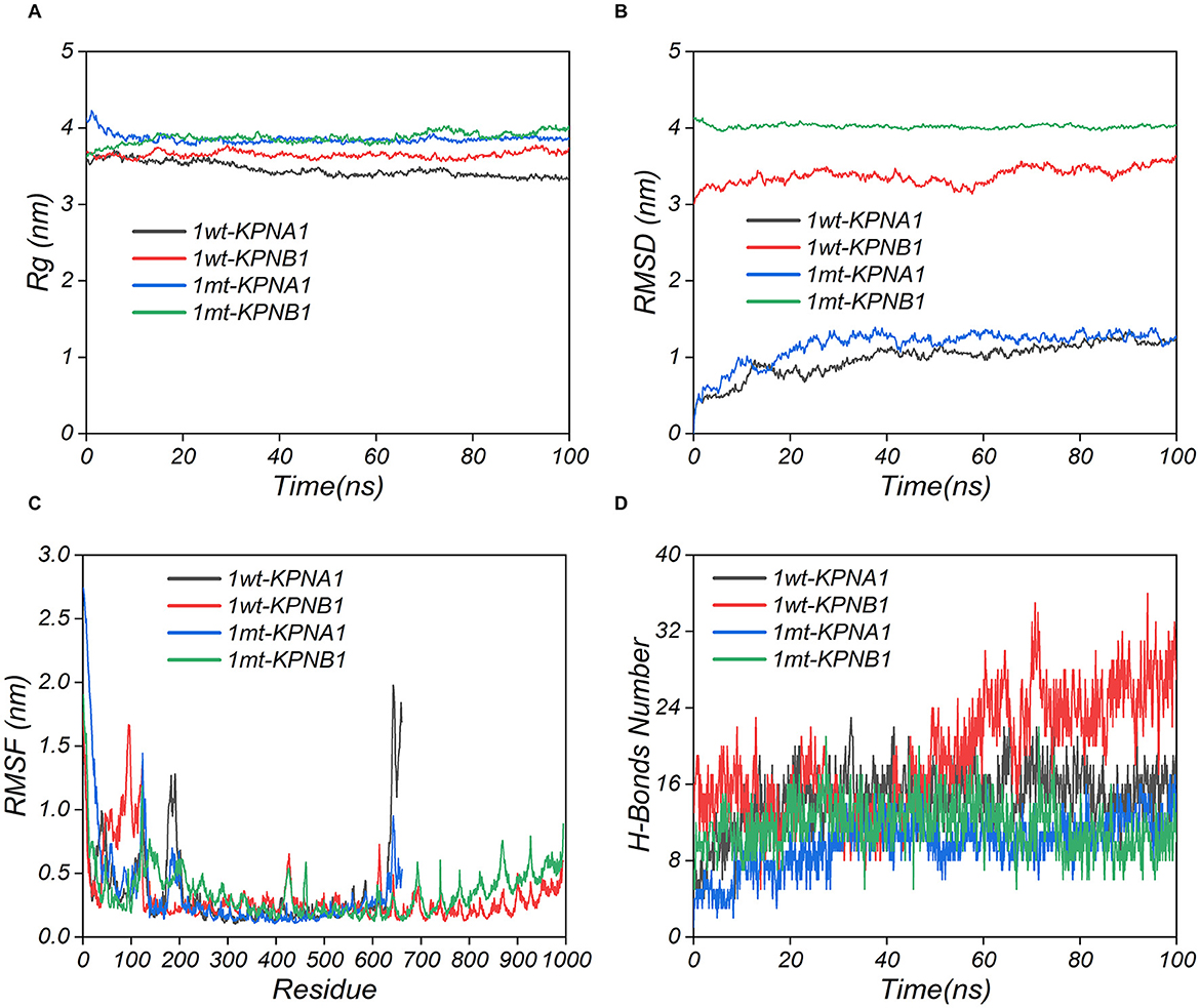 Four graphs show molecular dynamics simulations for proteins. (A) Radius of gyration (Rg) over time for four protein variants. (B) Root mean square deviation (RMSD) over time for the same variants. (C) Root mean square fluctuation (RMSF) along residue index. (D) Hydrogen bonds number over time. Each graph uses different colors to represent the variants: 1wt-KPNA1, 1wt-KPNB1, 1mt-KPNA1, and 1mt-KPNB1.