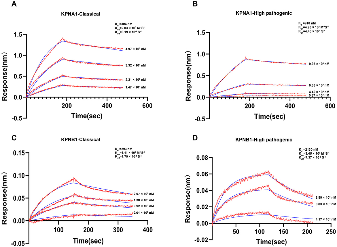 Graphs A to D show response versus time for interactions with KPNA1 and KPNB1, both classical and high pathogenic. Each graph includes kinetic parameters (K_D, K_a, K_d) and multiple concentration curves. Panels A and C focus on classical KPNA1 and KPNB1, showing higher response values compared to B and D, which depict high pathogenic interactions.