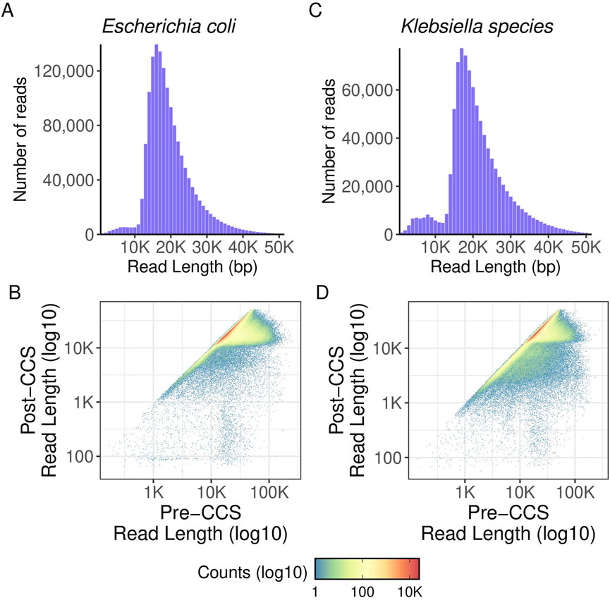 Panel A shows a histogram of read lengths for _Escherichia coli_, peaking around 20,000 base pairs. Panel C displays a similar histogram for _Klebsiella species_, also peaking near 20,000 base pairs. Panel B is a scatter plot with log-scaled axes showing pre-CCS versus post-CCS read lengths for _Escherichia coli_, indicating increased consistency after CCS. Panel D depicts the same for _Klebsiella species_. A color bar indicates counts on a logarithmic scale, with colors ranging from blue (low) to red (high).