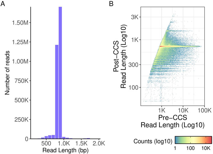 Scatter plots comparing Escherichia coli and Klebsiella species. Panels A and C show calculated coverage against mean read length for E. coli (n=863) and Klebsiella (n=287), respectively. Panels B and D depict calculated coverage against polymerase reads. Data points are colored by neighbor density, with a scale from purple to yellow.