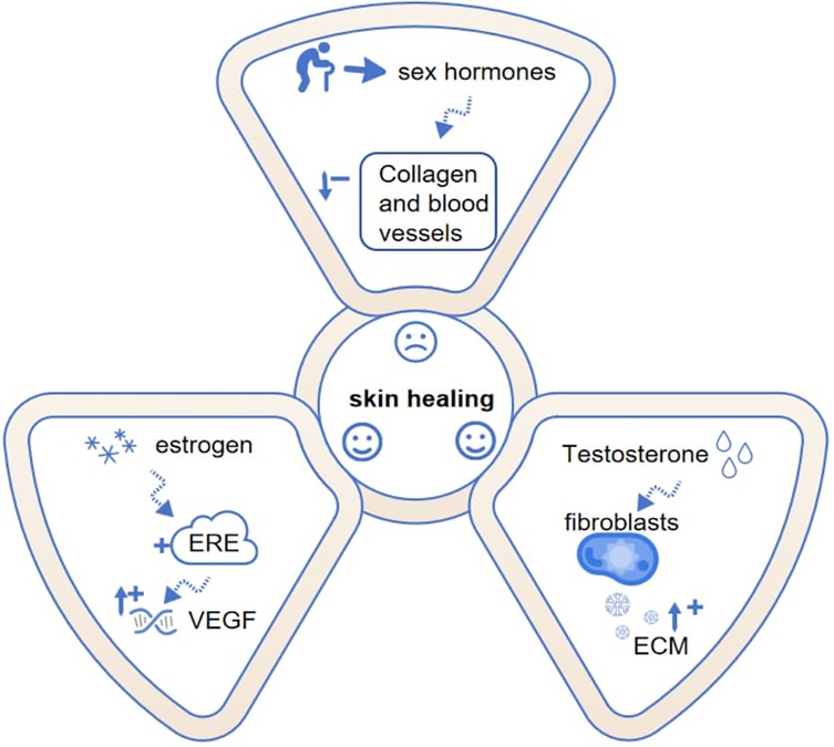 Diagram illustrating the impact of sex hormones on skin healing. Three sections are present: estrogen increases ERE and VEGF, testosterone affects fibroblasts and ECM, and a decrease in collagen and blood vessels. The central circle shows emoticons representing changes in skin healing.