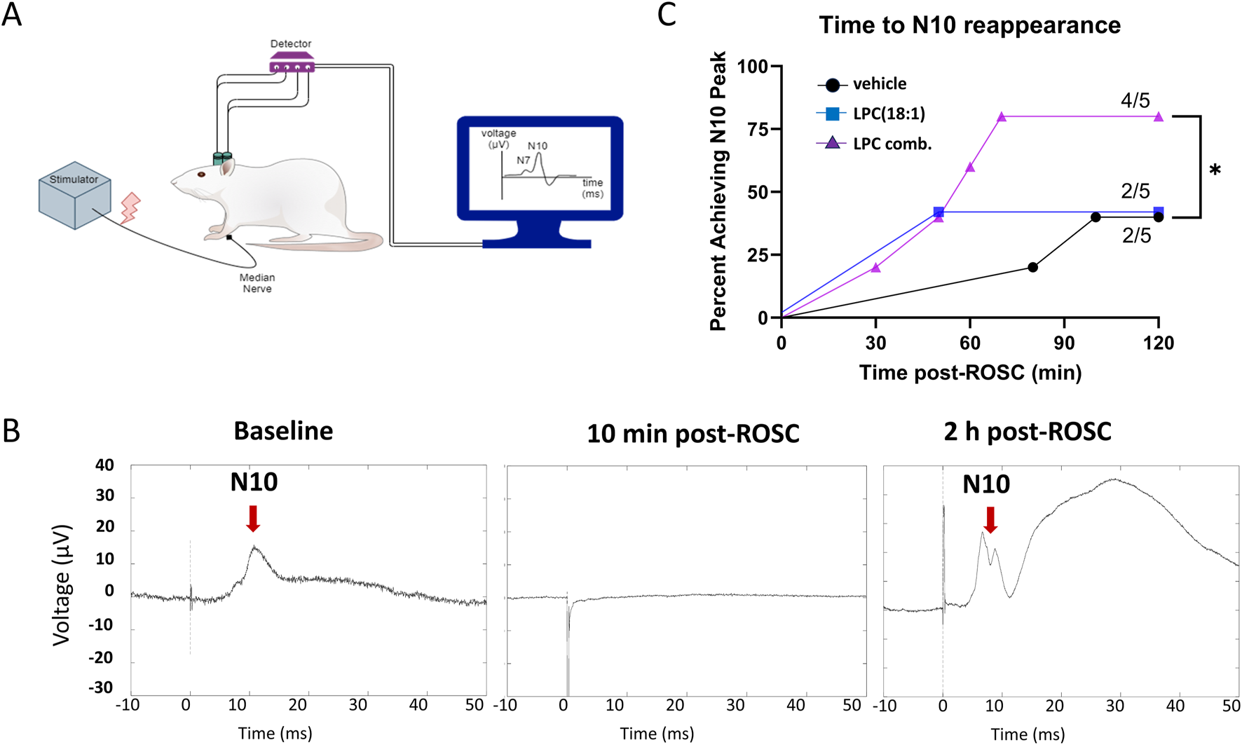 Diagram of an experimental setup with a mouse, stimulator, and detector (A), graphs showing voltage over time at baseline, 10 minutes, and 2 hours post-ROSC highlighting N10 peaks (B), and a line graph of the percentage achieving N10 peak over time post-ROSC for vehicle and LPC treatments (C).