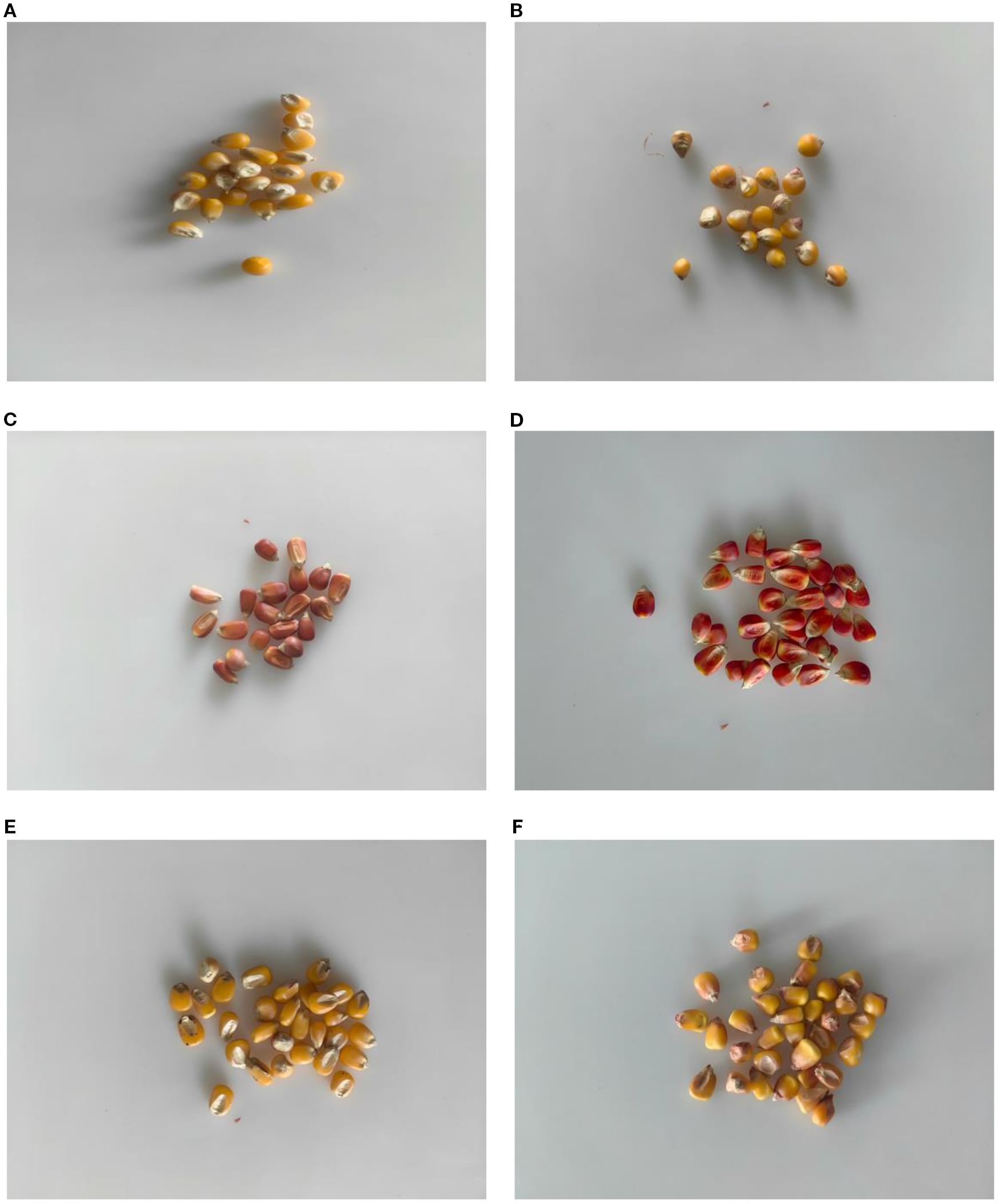 Six separate images labeled A to F, each showing different piles of corn kernels. A and E have yellow kernels. B and F display lighter yellow kernels with some imperfections. C has light brown kernels, and D shows bright red kernels.