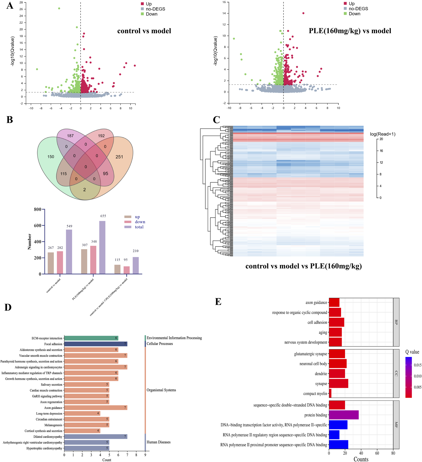Panel A shows two volcano plots comparing gene expression between control vs. model and PLE (160 mg/kg) vs. model, highlighting upregulated and downregulated genes. Panel B contains a Venn diagram and bar chart indicating gene overlap and count across different conditions. Panel C features a heatmap displaying gene expression levels across different samples. Panel D includes a bar graph of enriched pathways classified into categories like environmental processing and disease. Panel E presents a series of bar charts indicating gene ontology categories with Q values.