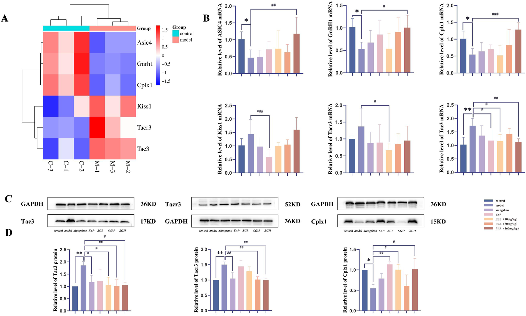 Clustered heatmap, bar graphs, and Western blots comparing expression levels of specific mRNAs and proteins in control and model groups. Heatmap (A) shows expression levels with a color gradient. Graphs (B) illustrate mRNA relative expression with various significance markers such as asterisks. Blot panels (C) display protein bands for GAPDH, Tac3, Tacr3, and Cplx1 with corresponding molecular weights. Additional bar graphs (D) indicate relative protein expression with significance levels.