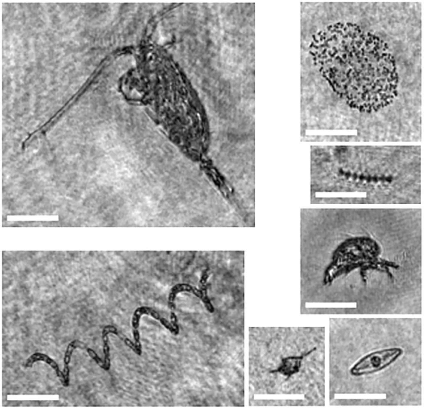 Microscopic images of various microorganisms and particles. Top left shows a detailed organism with antennae. Below, a spiral, elongated structure. Top right features a cluster of small particles. Below, a linear arrangement of particles, a segmented organism, a small round particle, and a single-celled organism with a central spot. Each section displays scale bars indicating magnification.