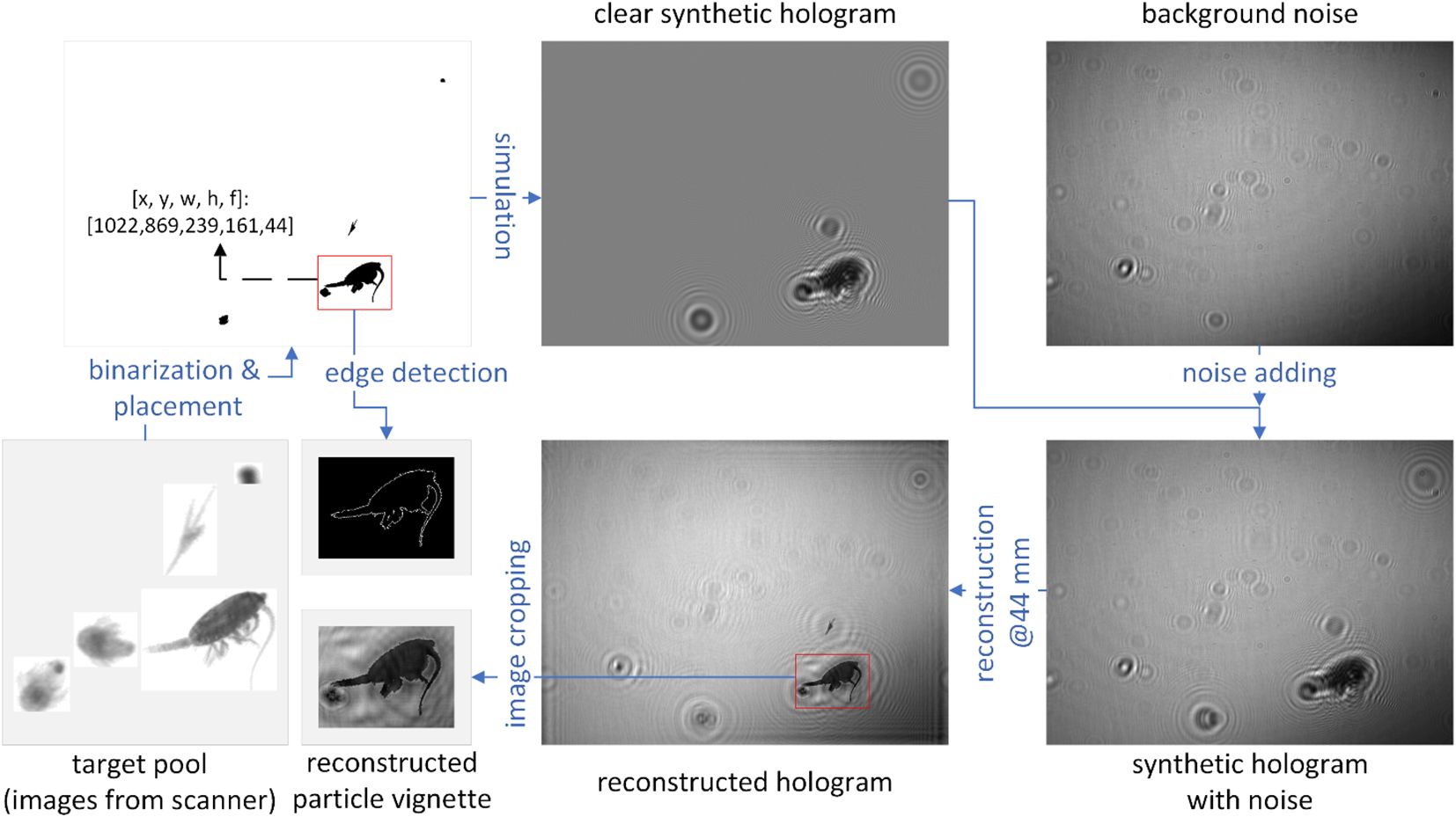 Flowchart depicting the creation of synthetic holograms. It starts with a target pool of scanned images, which undergo binarization and placement. Edge detection is then applied, followed by the simulation of a clear synthetic hologram. Background noise is added to create a synthetic hologram with noise. This is reconstructed at 44 millimeters, leading to a reconstructed hologram. An image cropping process retrieves the reconstructed particle vignette.