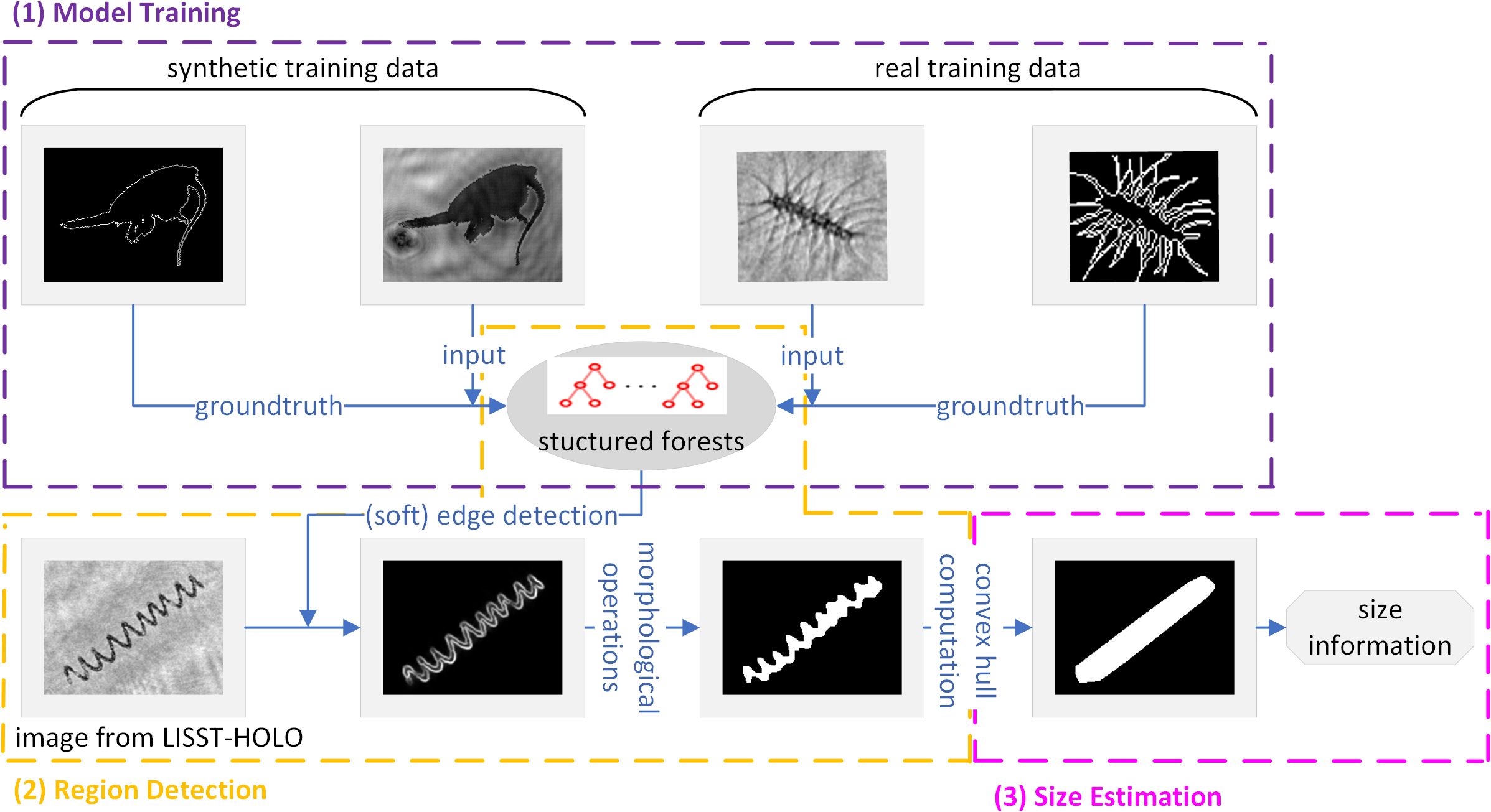 Flowchart illustrating a three-step process: (1) Model Training with synthetic and real training data feeding into structured forests for edge detection, (2) Region Detection using image input from LISST-HOLO followed by morphological operations, (3) Size Estimation via convex hull computation to obtain size information.