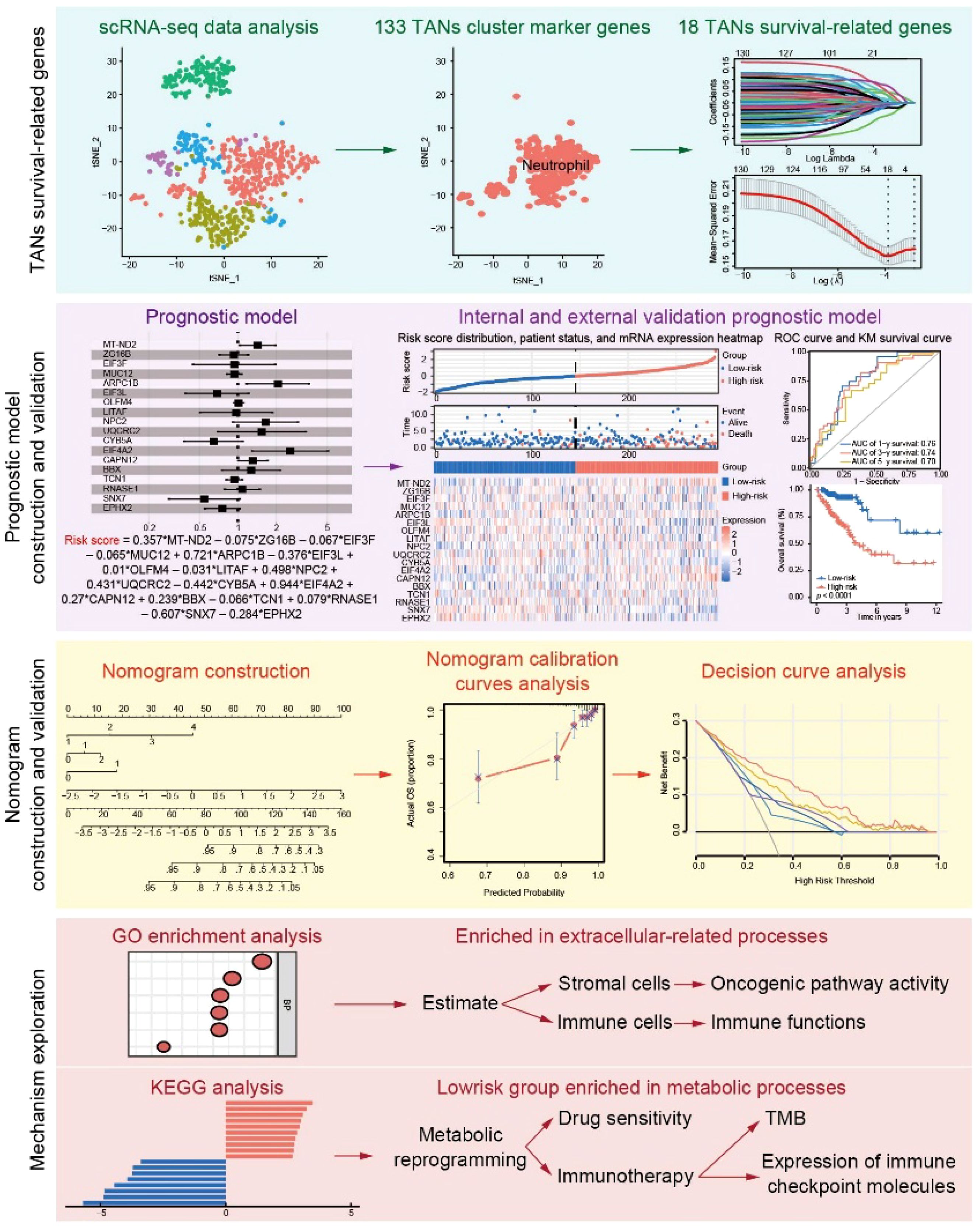Infographic illustrating a multi-step analysis process of tumor-associated neutrophils (TANs) in cancer prognosis. The first section shows scRNA-seq data analysis identifying survival-related genes, marker genes, and their expression in neutrophils. The second section details the construction and validation of a prognostic model with risk scores and survival curves. The third section features nomogram construction and evaluation through calibration and decision curves. The final section explores mechanisms with GO and KEGG analyses, highlighting enrichment in extracellular processes and metabolic reprogramming. Each panel includes graphs, plots, and detailed annotations for clarity.