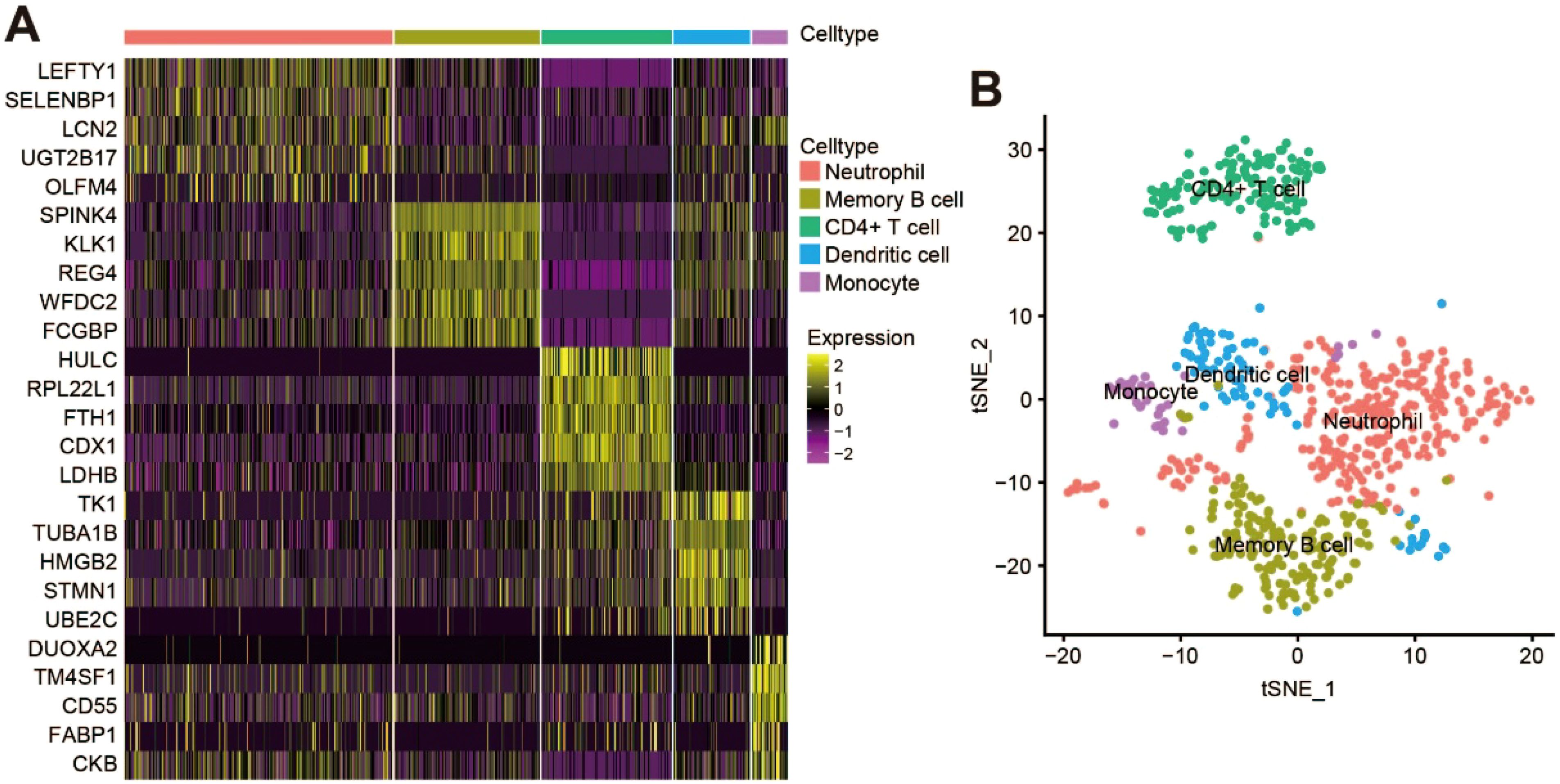 Panel A shows a heatmap of gene expression across different cell types, including neutrophils, memory B cells, CD4+ T cells, dendritic cells, and monocytes. Expression levels range from -2 (purple) to 2 (yellow). Panel B is a t-SNE plot demonstrating the clustering of these cell types with distinct color-coded regions: neutrophils (red), memory B cells (yellow-green), CD4+ T cells (green), dendritic cells (blue), and monocytes (purple).