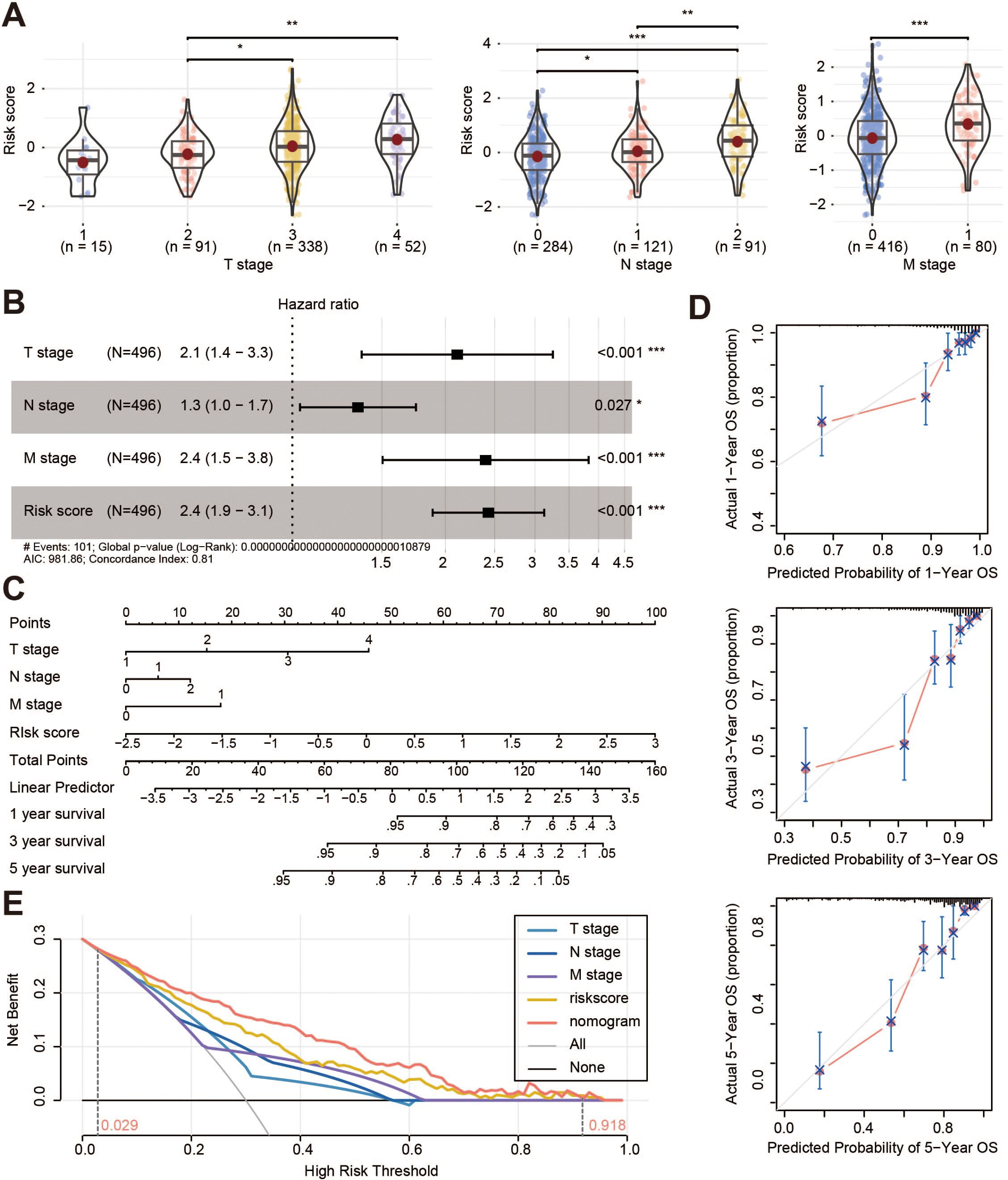 A composite image with five panels related to cancer staging and survival analysis: A: Violin plots showing risk scores across T, N, and M stages with statistical significance indicated. B: Forest plot displaying hazard ratios for T, N, M stages, and risk score, with confidence intervals and significance. C: Nomogram for predicting survival probabilities based on points assigned to pT, pN, pM stages, and risk score. D: Calibration plots for predicted versus actual one, three, and five-year overall survival probabilities. E: Decision curve analysis graph showing net benefit across high-risk thresholds for T, N, M stages, risk score, and nomogram.