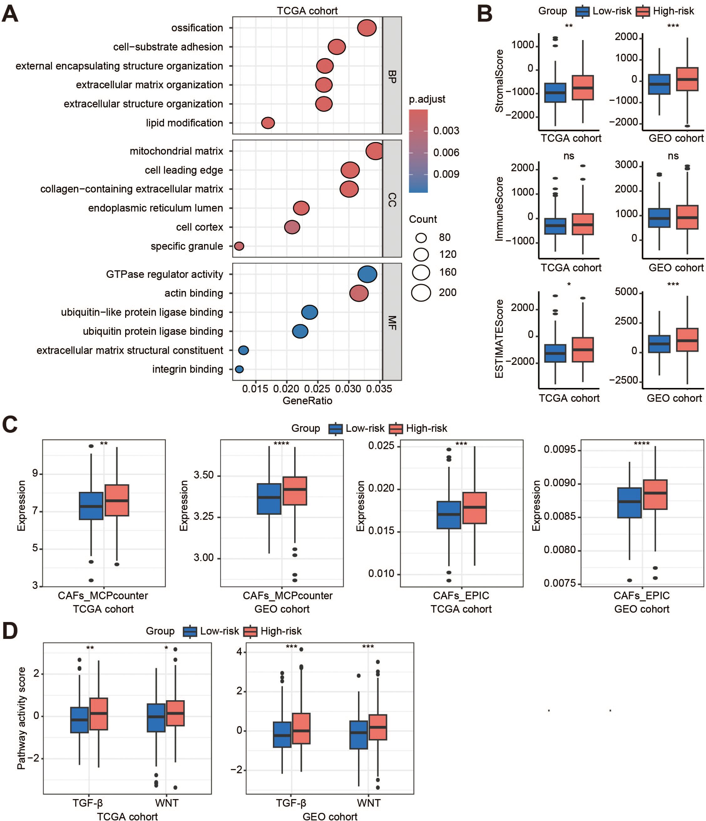 Panel A shows a bubble plot of gene ratio and p-values for biological processes, cellular components, and molecular functions in the TCGA cohort. Panel B contains box plots comparing stromal, immune, and estimate scores between low-risk and high-risk groups in TCGA and GEO cohorts. Panel C presents box plots of expression levels for CAFs_MCPcounter and CAFs_EPIC in both cohorts. Panel D includes box plots of pathway activity scores for TGFb and WNT pathways in the TCGA and GEO cohorts. Blue and red colors represent low-risk and high-risk groups, respectively. Asterisks indicate statistical significance levels.
